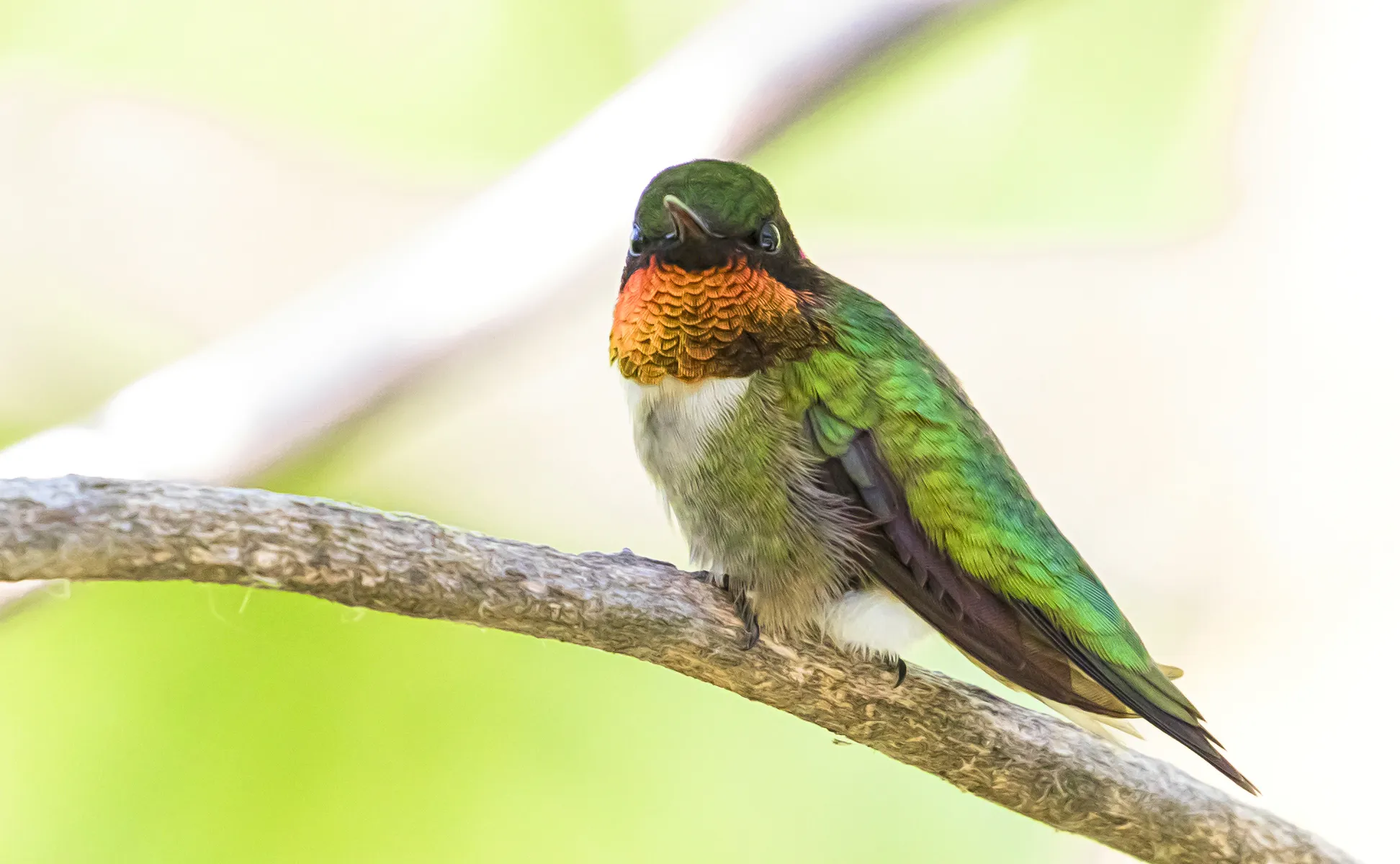 Hummingbirds