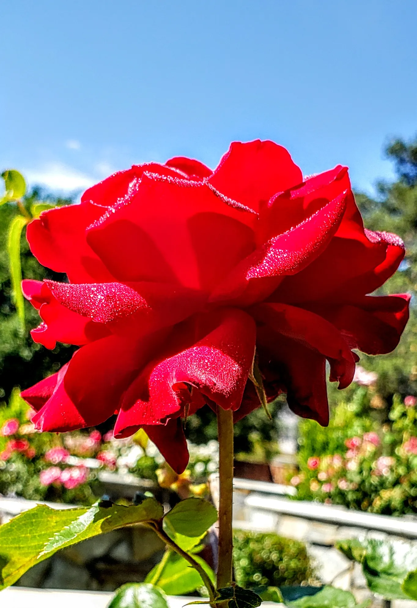 Red Flowers (No Dead Flowers)