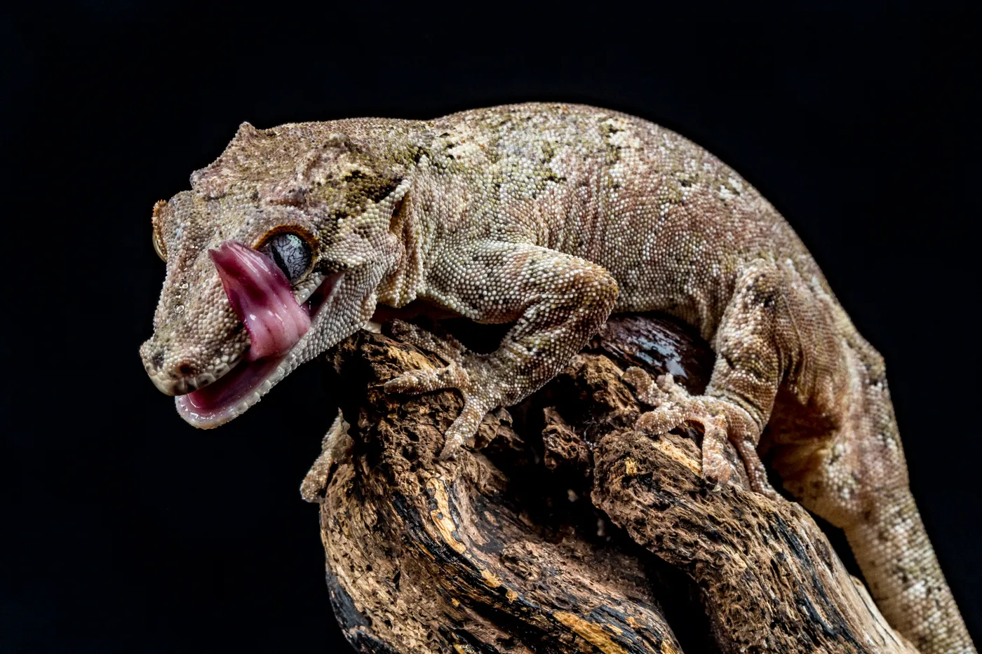 Animals and People with Their Tongue Out