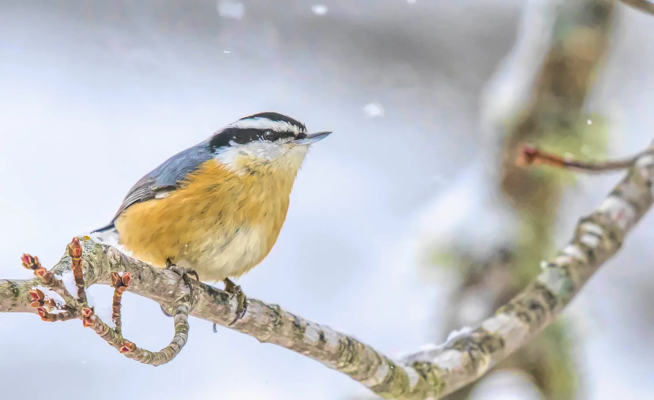 Backyard and Garden Birds in Colour
