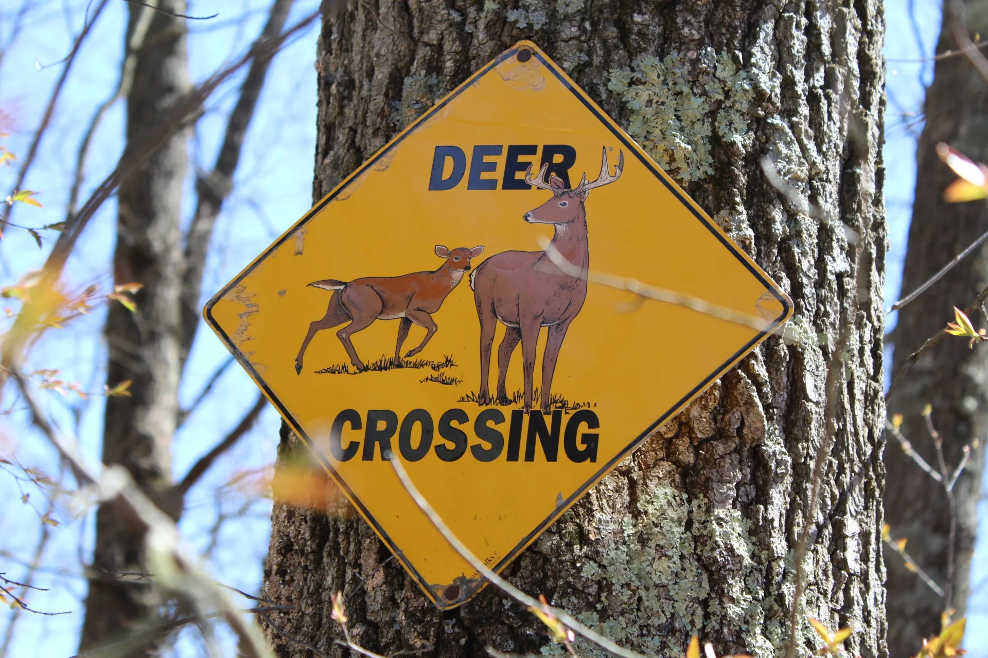Crossing Signs