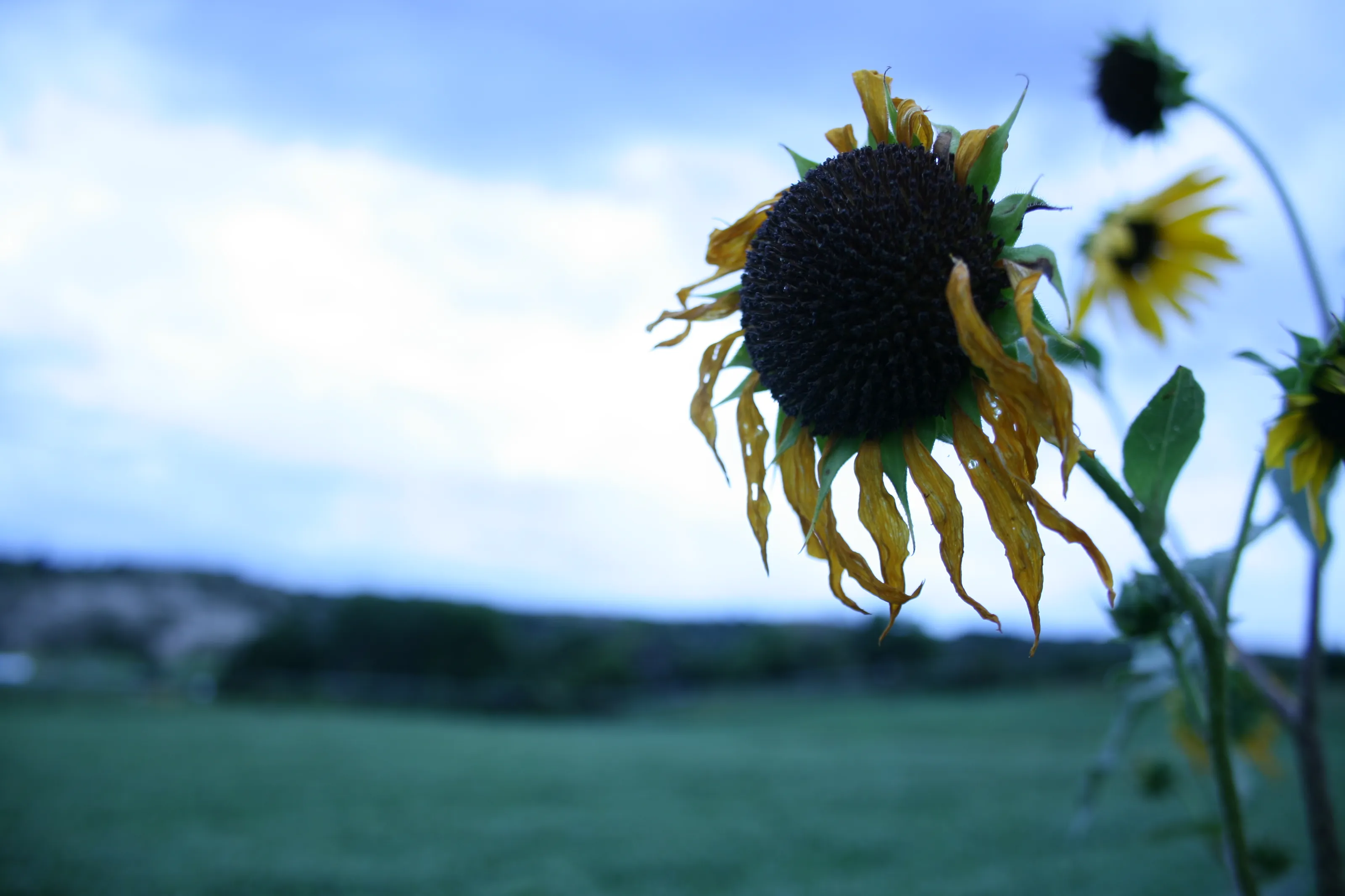 Dead or Wilted Flowers