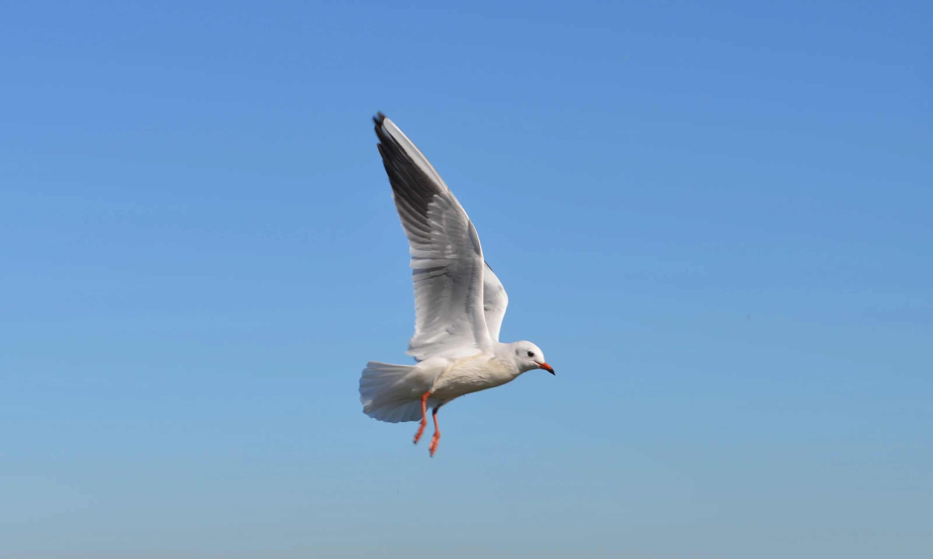 Seagulls in Flight