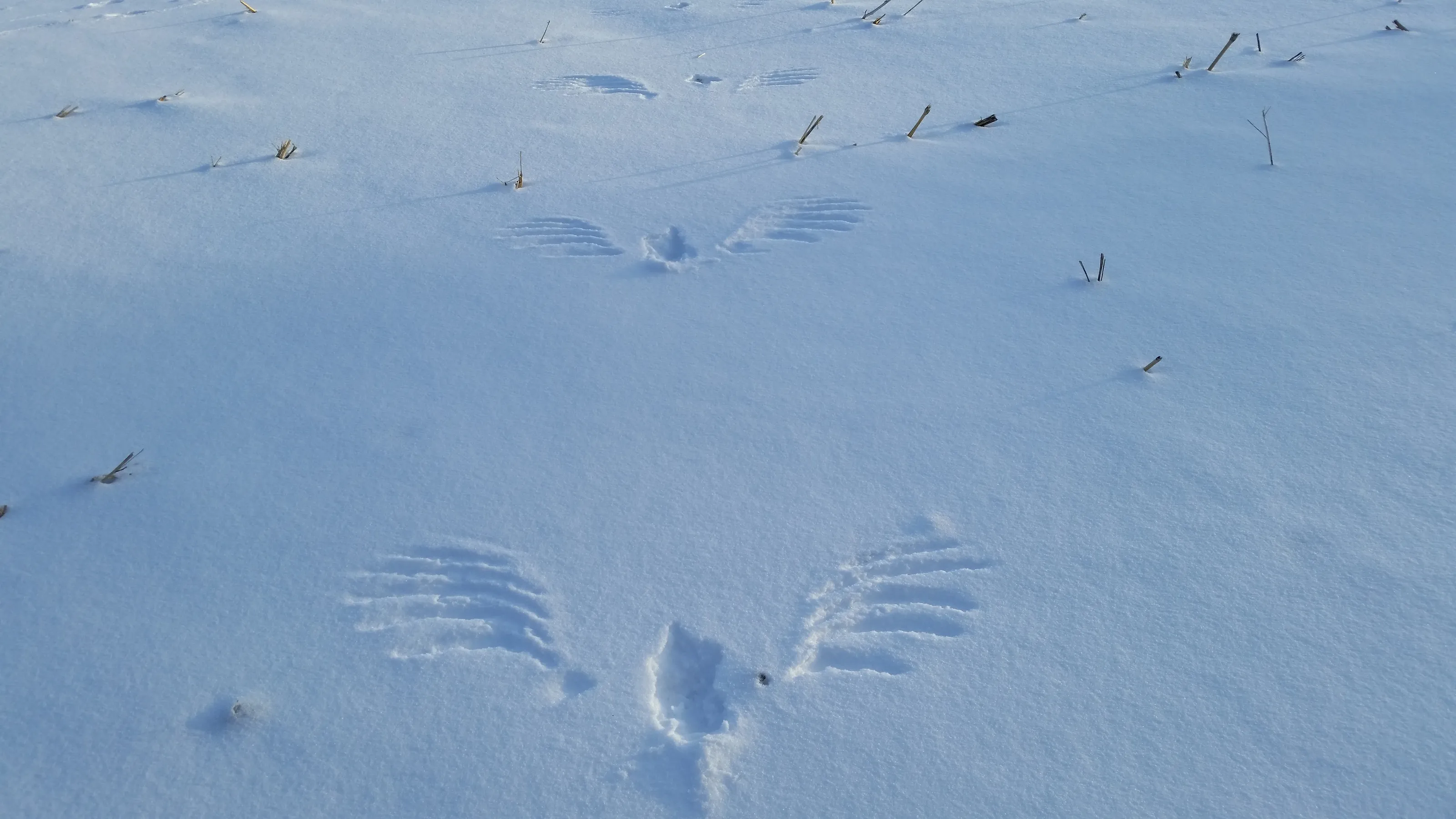 Wild Animal Tracks in the Snow