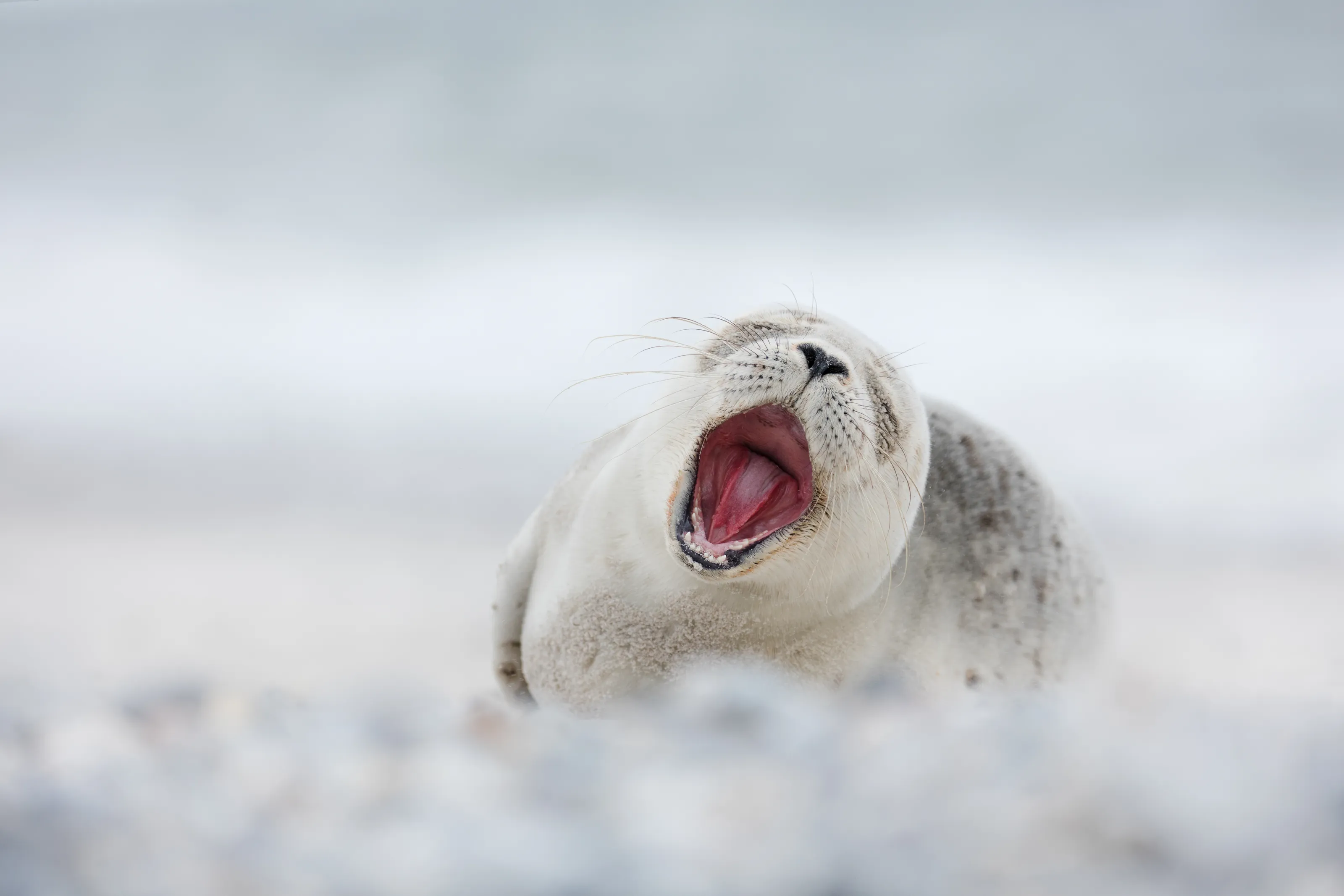 Wildlife
