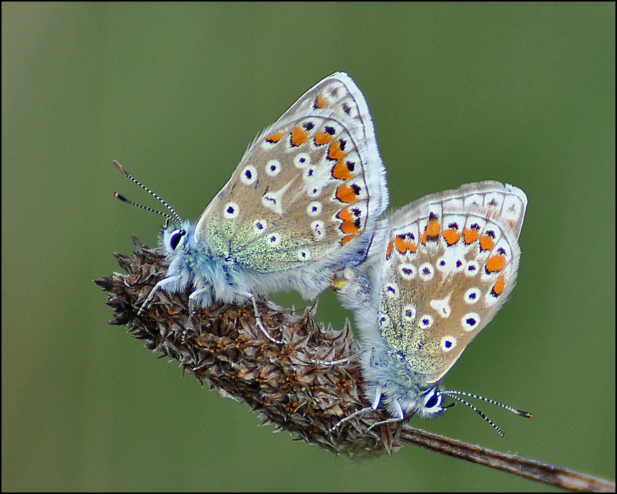 Butterflies in Colour (no people)