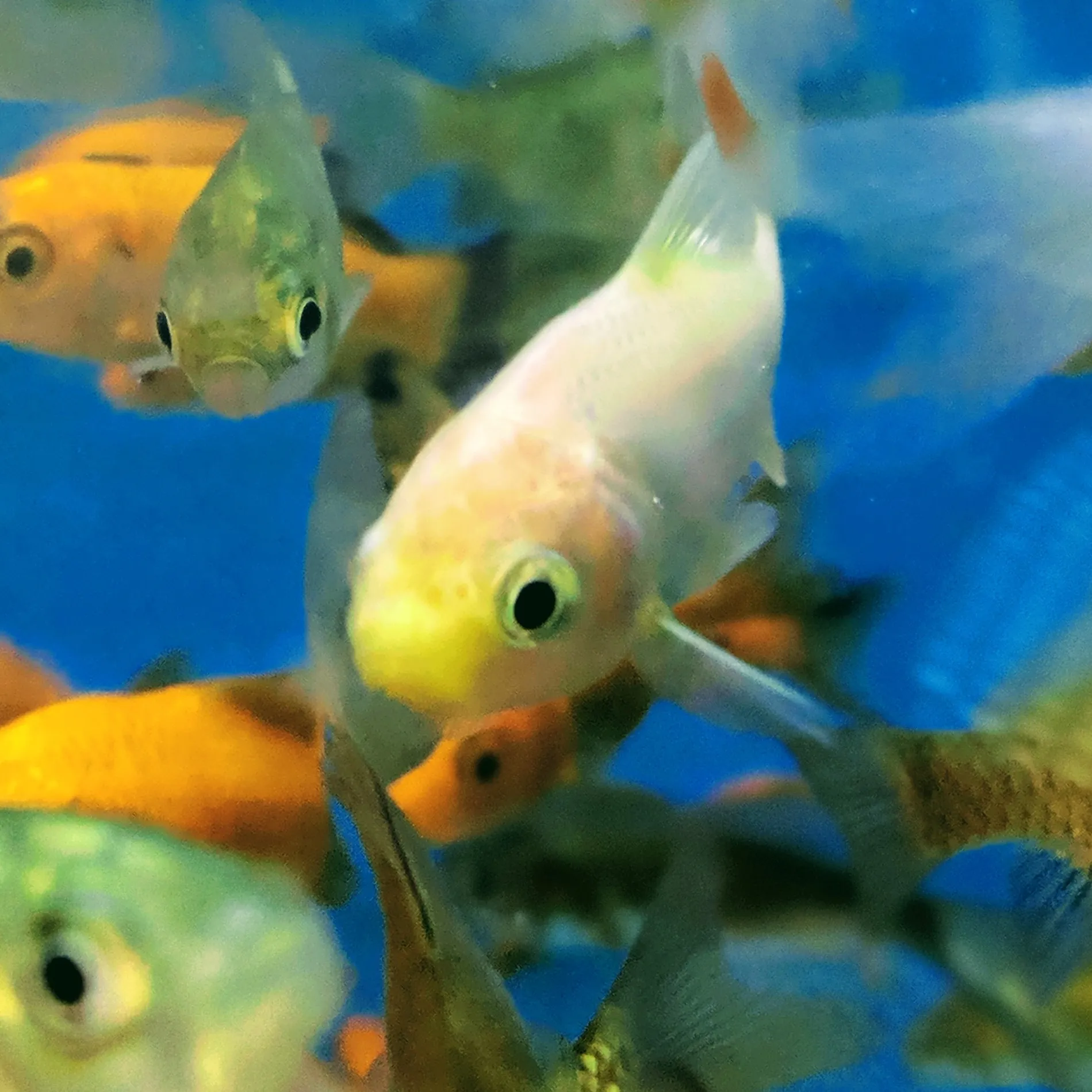 Animals that Live in Water