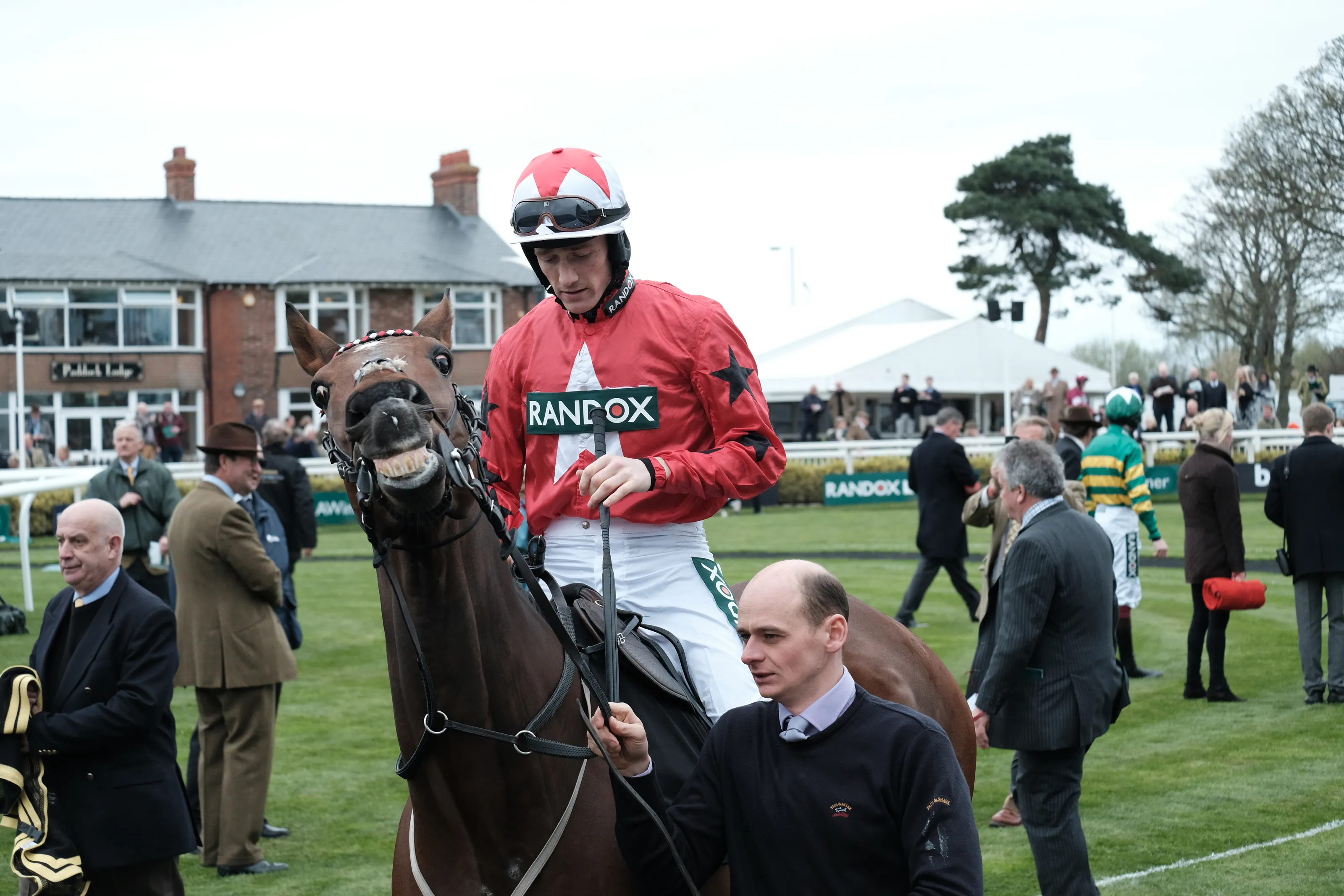 Sports Horses in Action