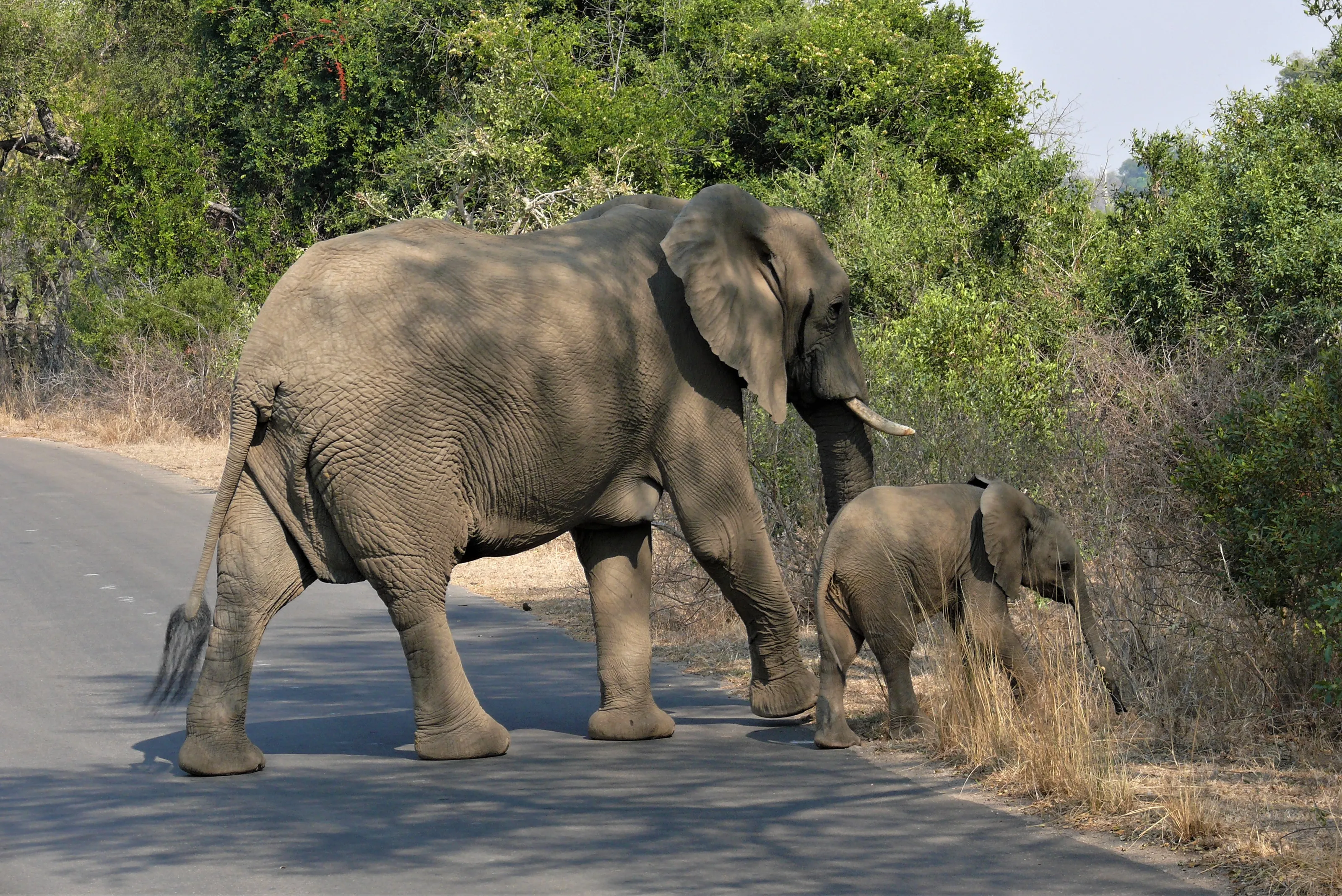 Africa's Big Five Animals in Colour