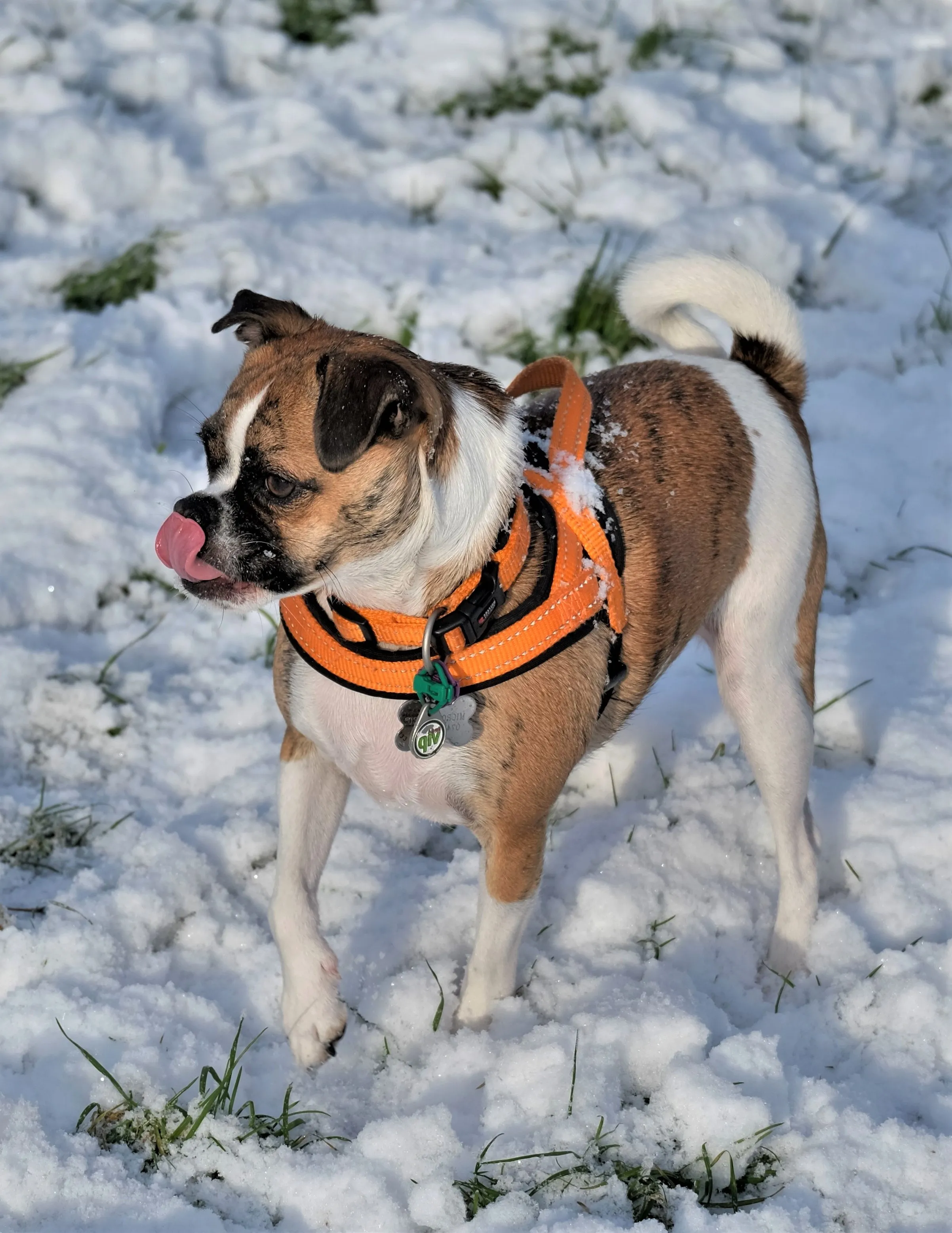 Animals With Their Tongues Out (no people)