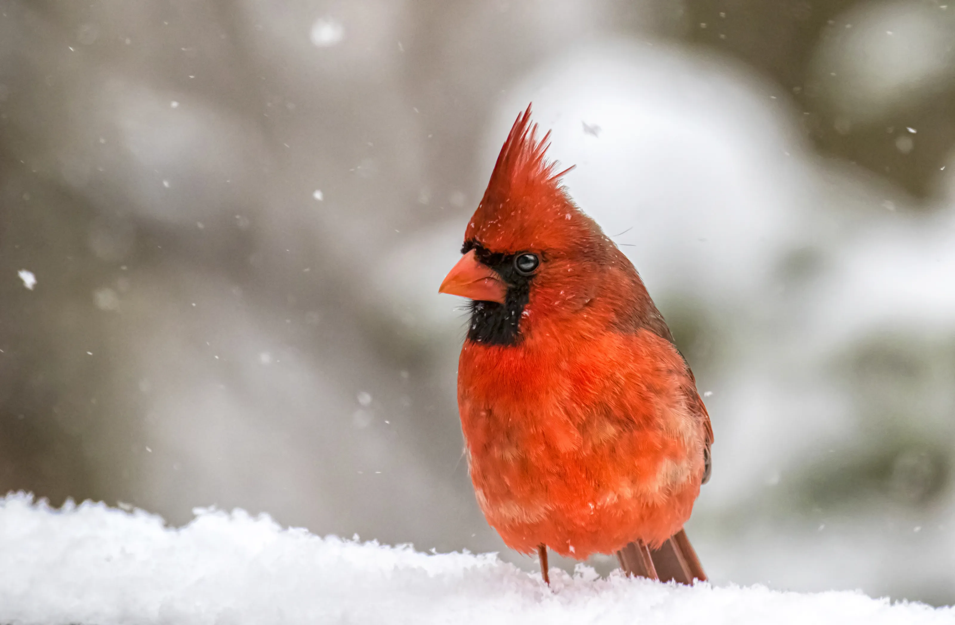 Cardinals