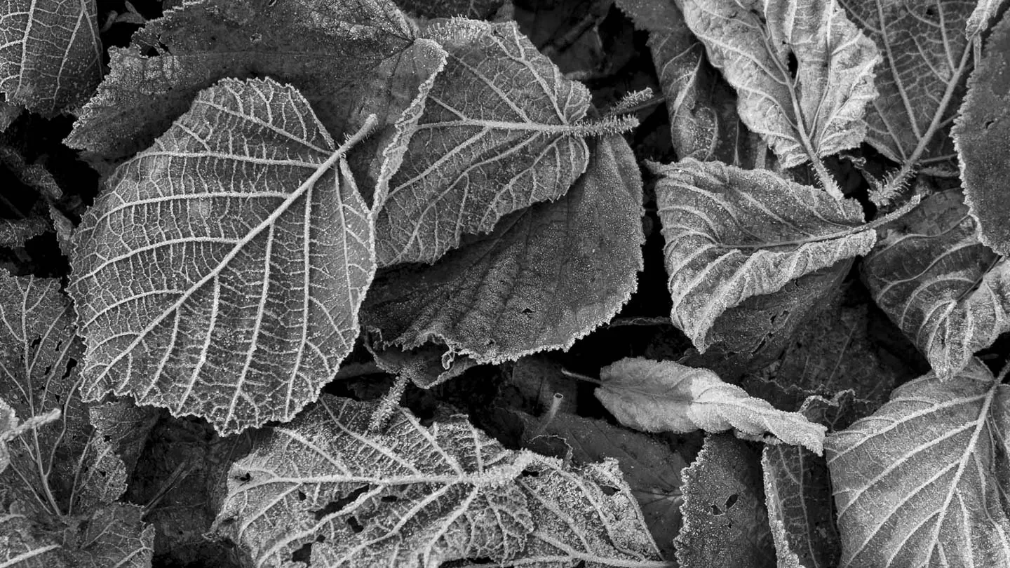 Winter in black and white