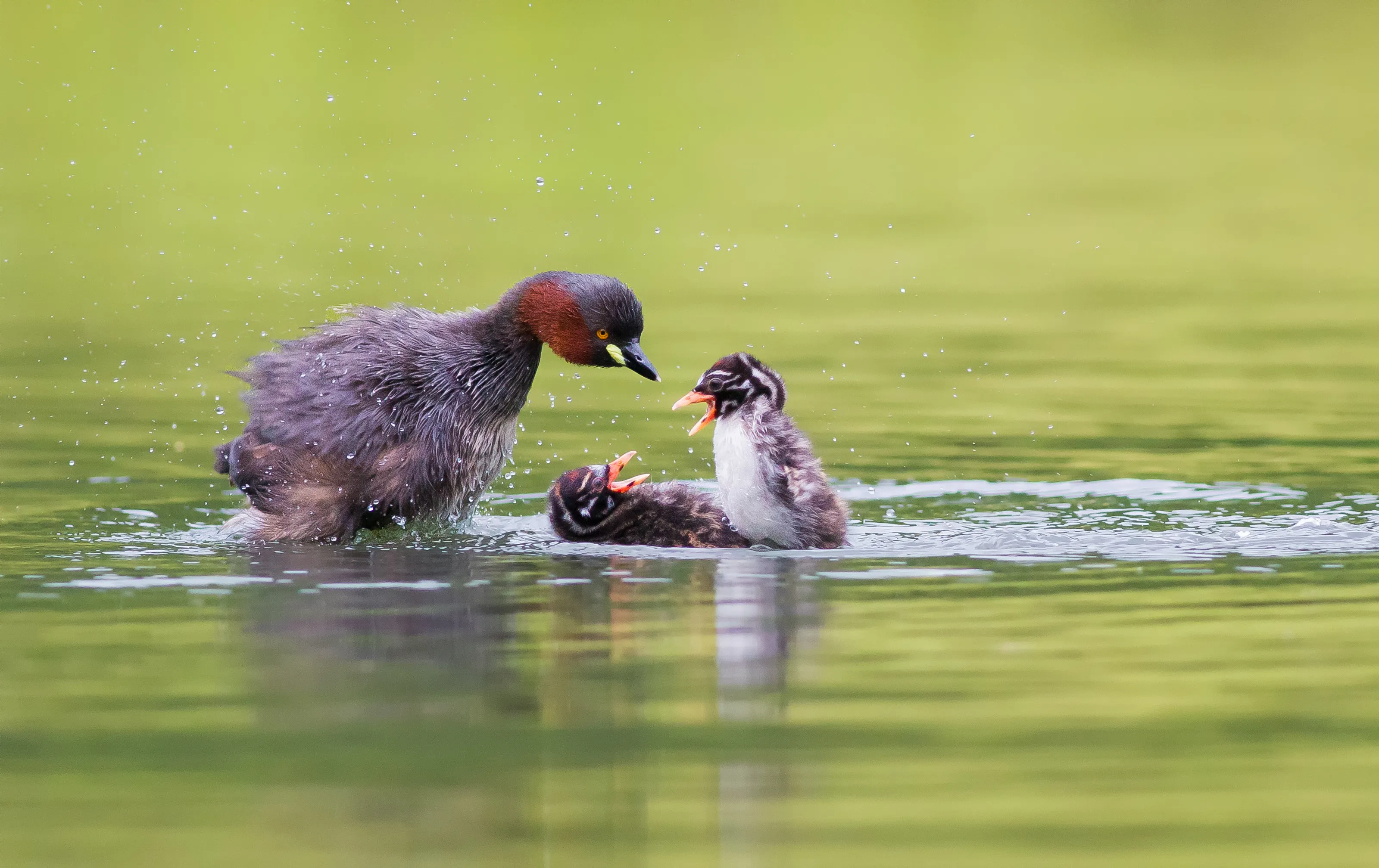 Unusual Animal Behaviour