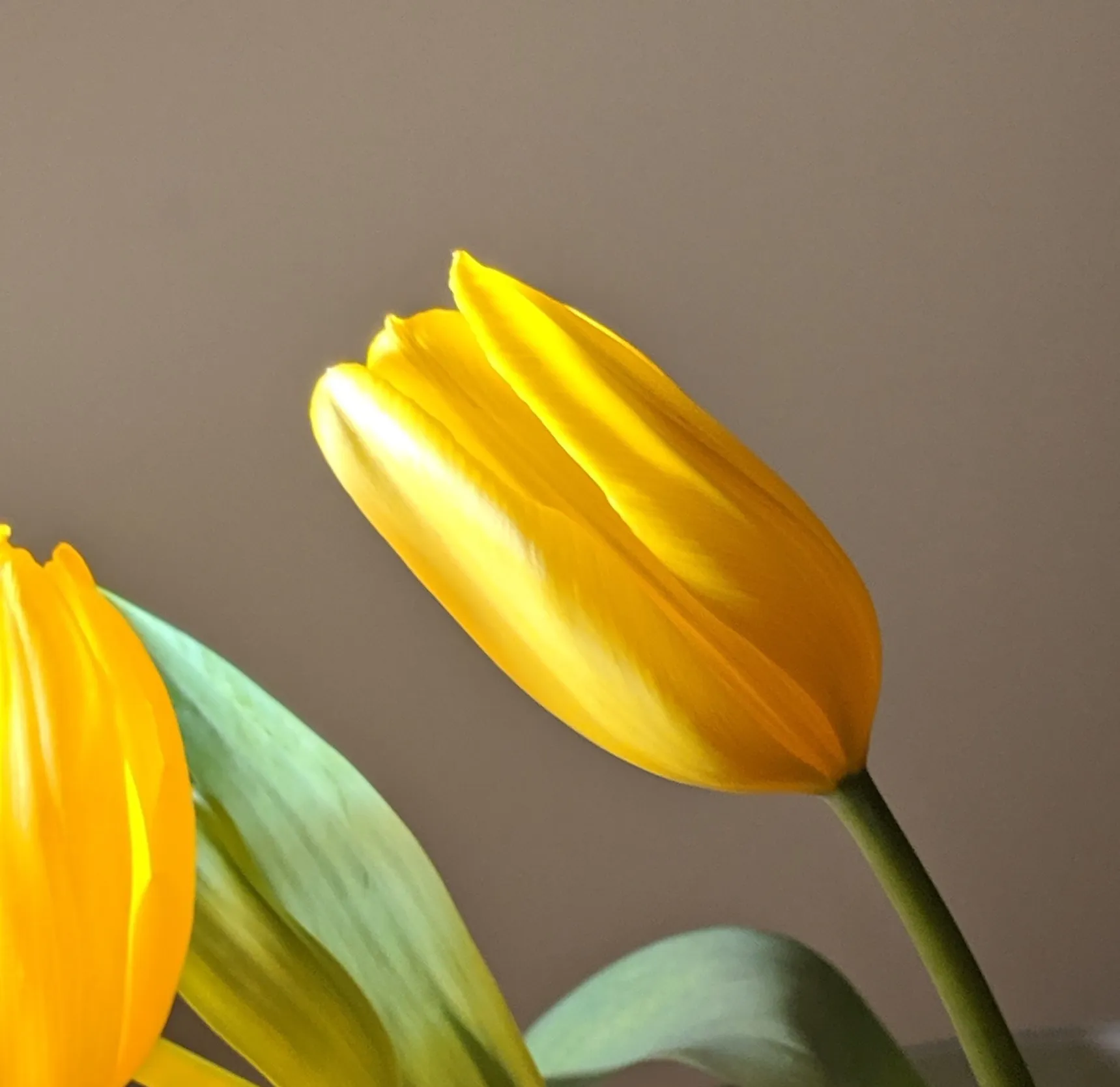 Just Tulips