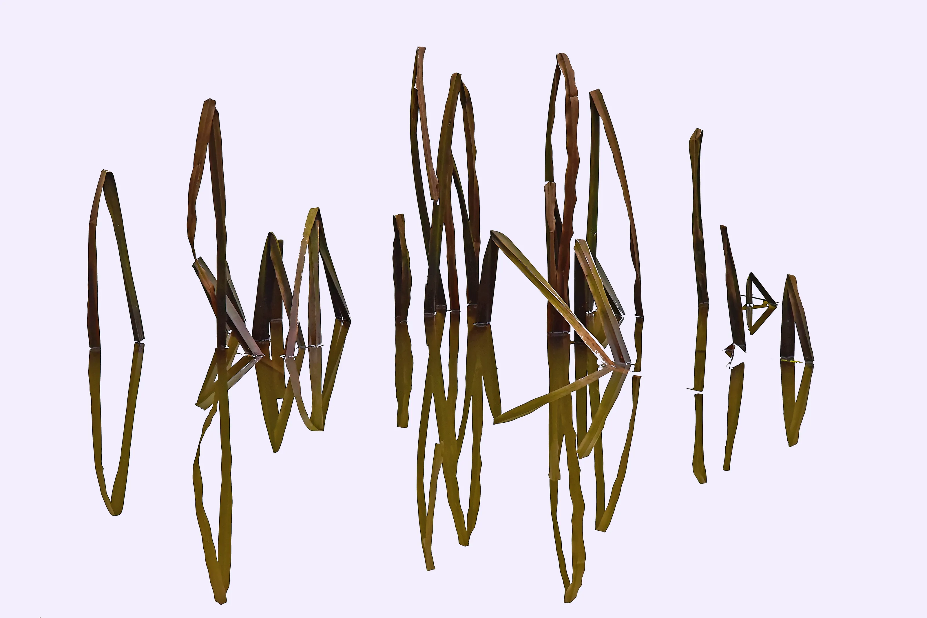 Reeds