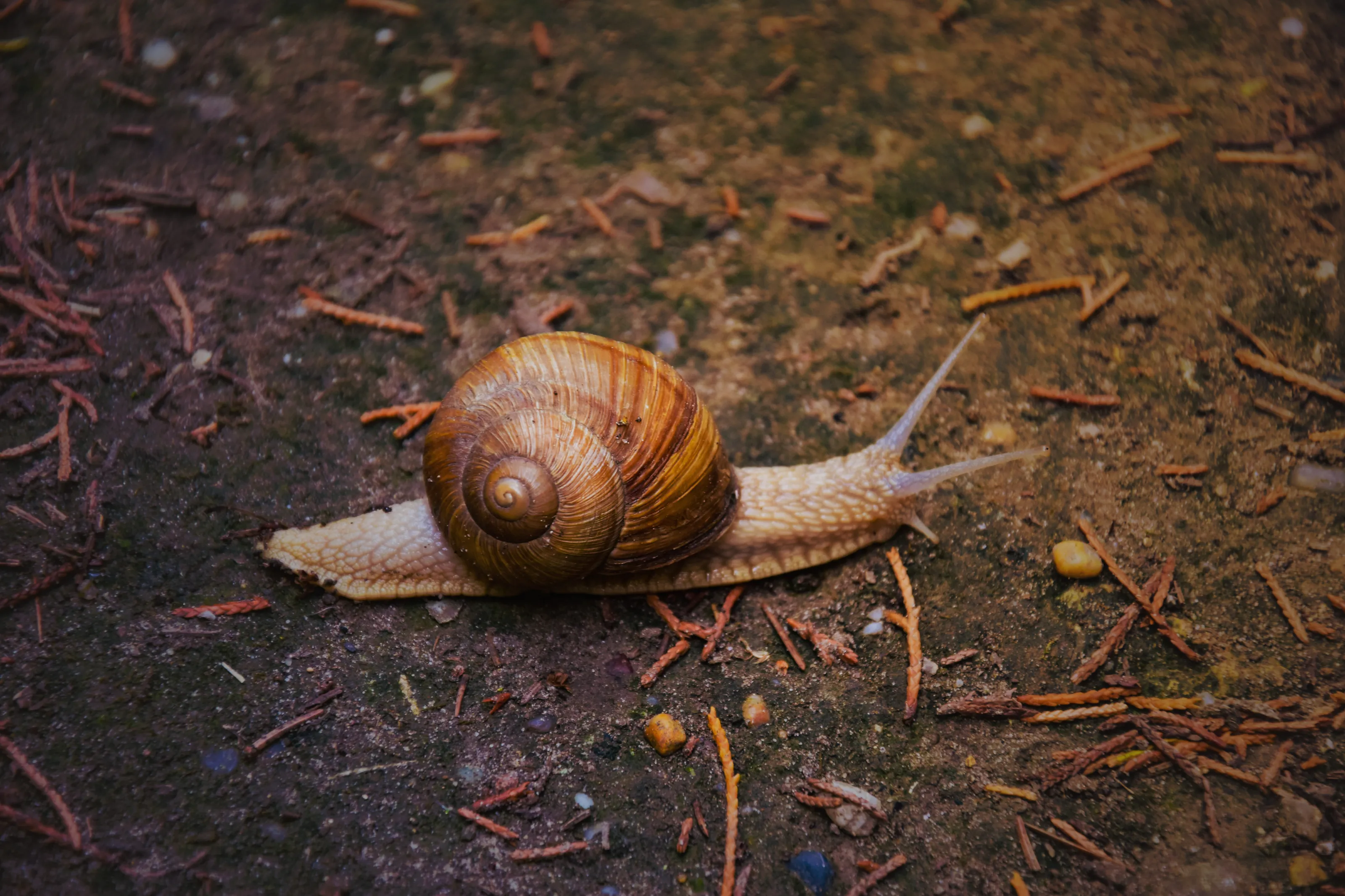 Snails And Slugs