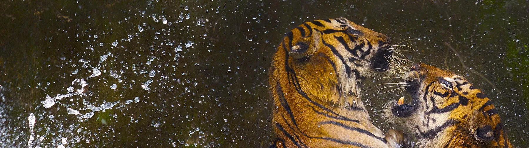 The perfect moment