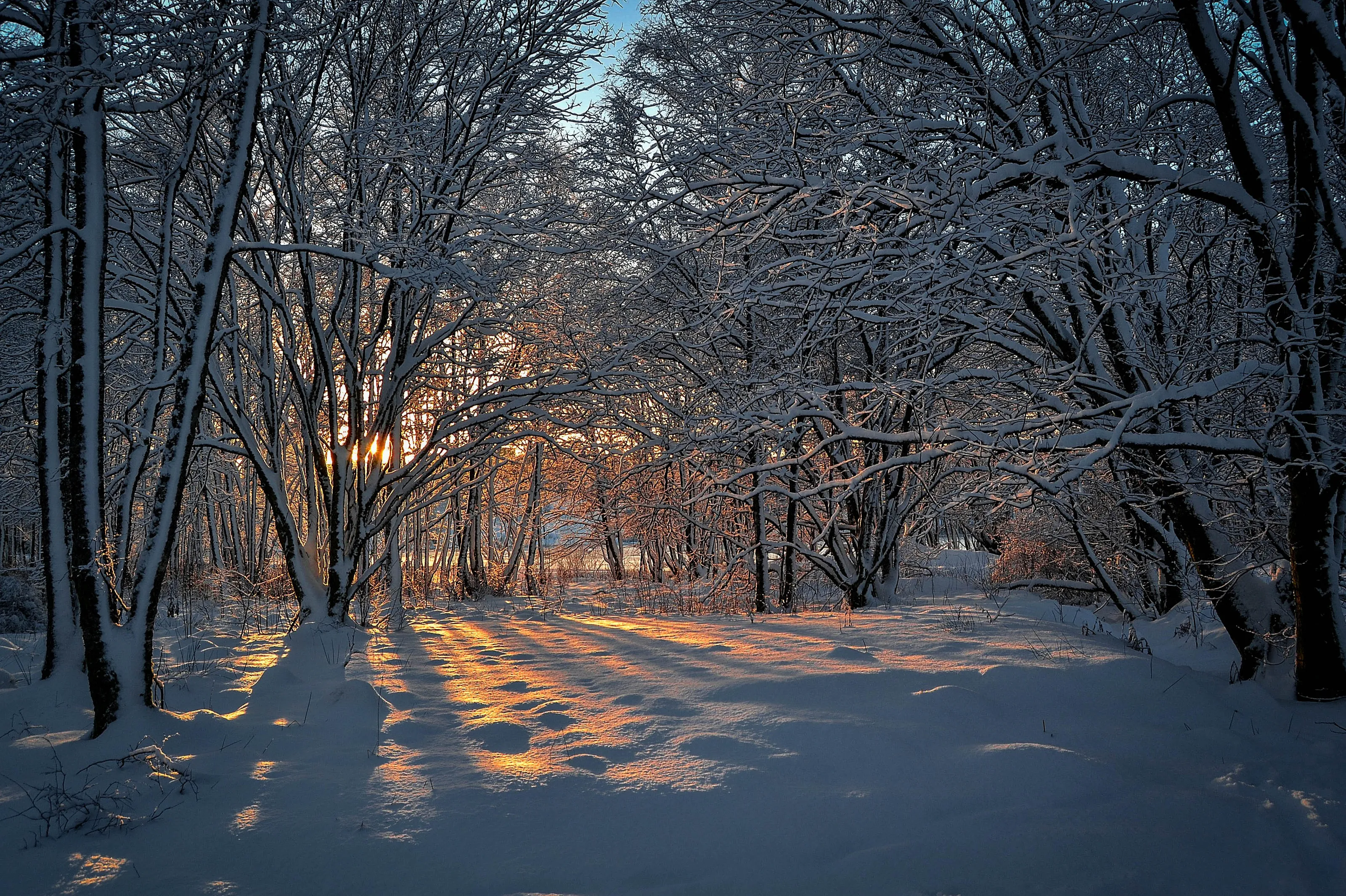 Sun in the Forest