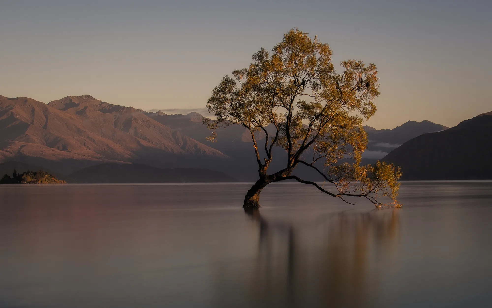 Trees in Water