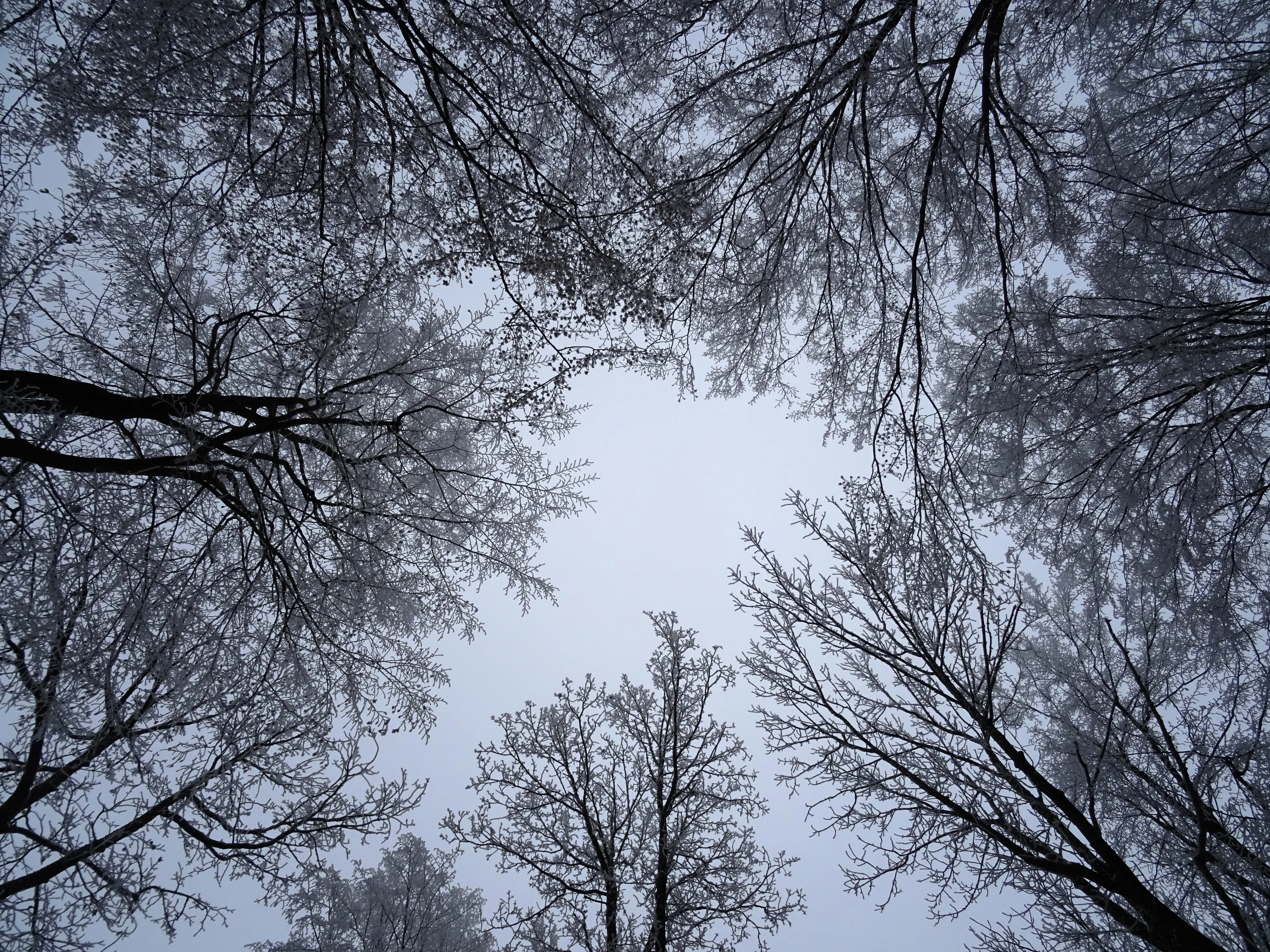 Frozen Trees