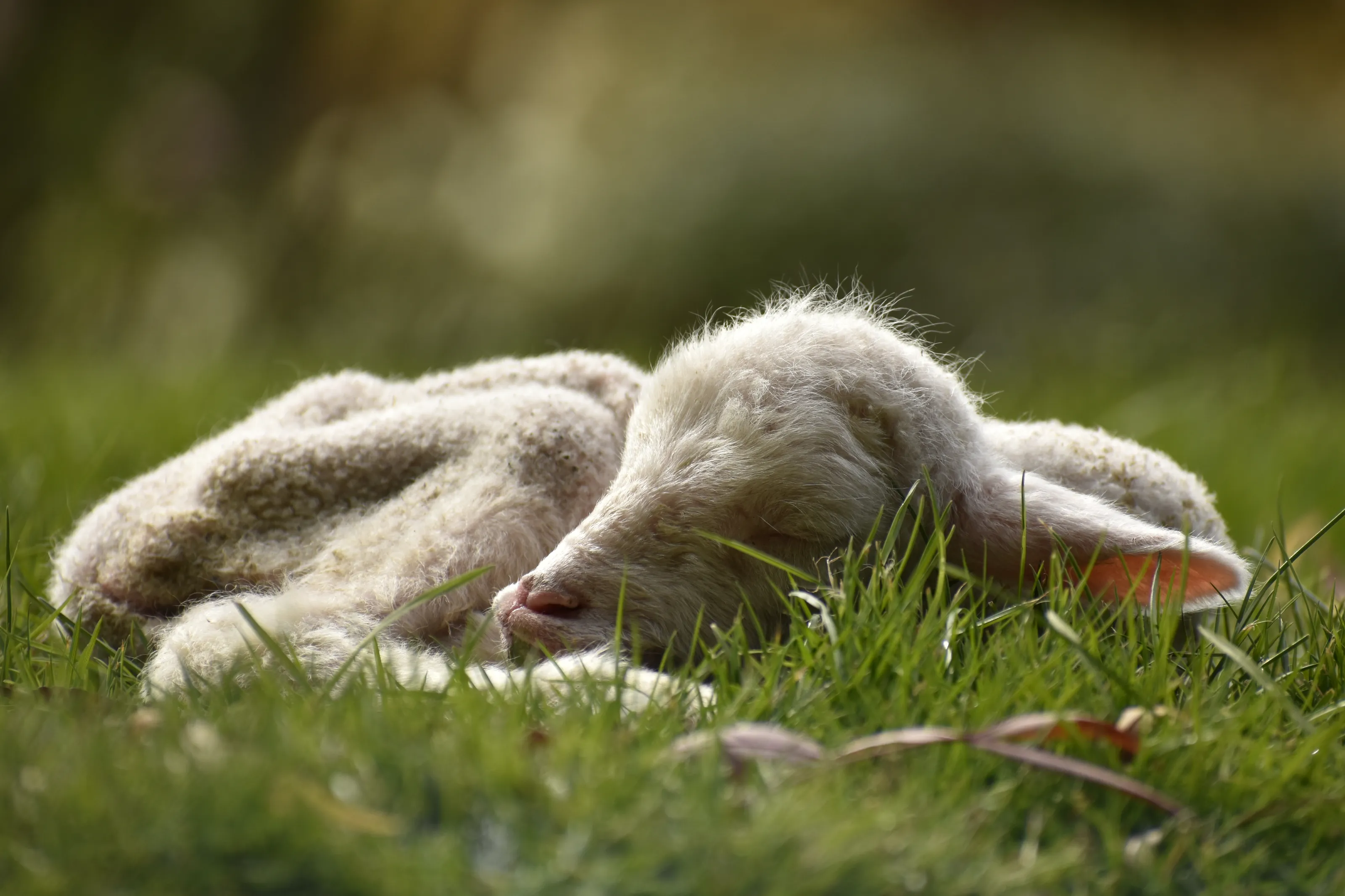 Baby Animals - Shallow Depth of Field