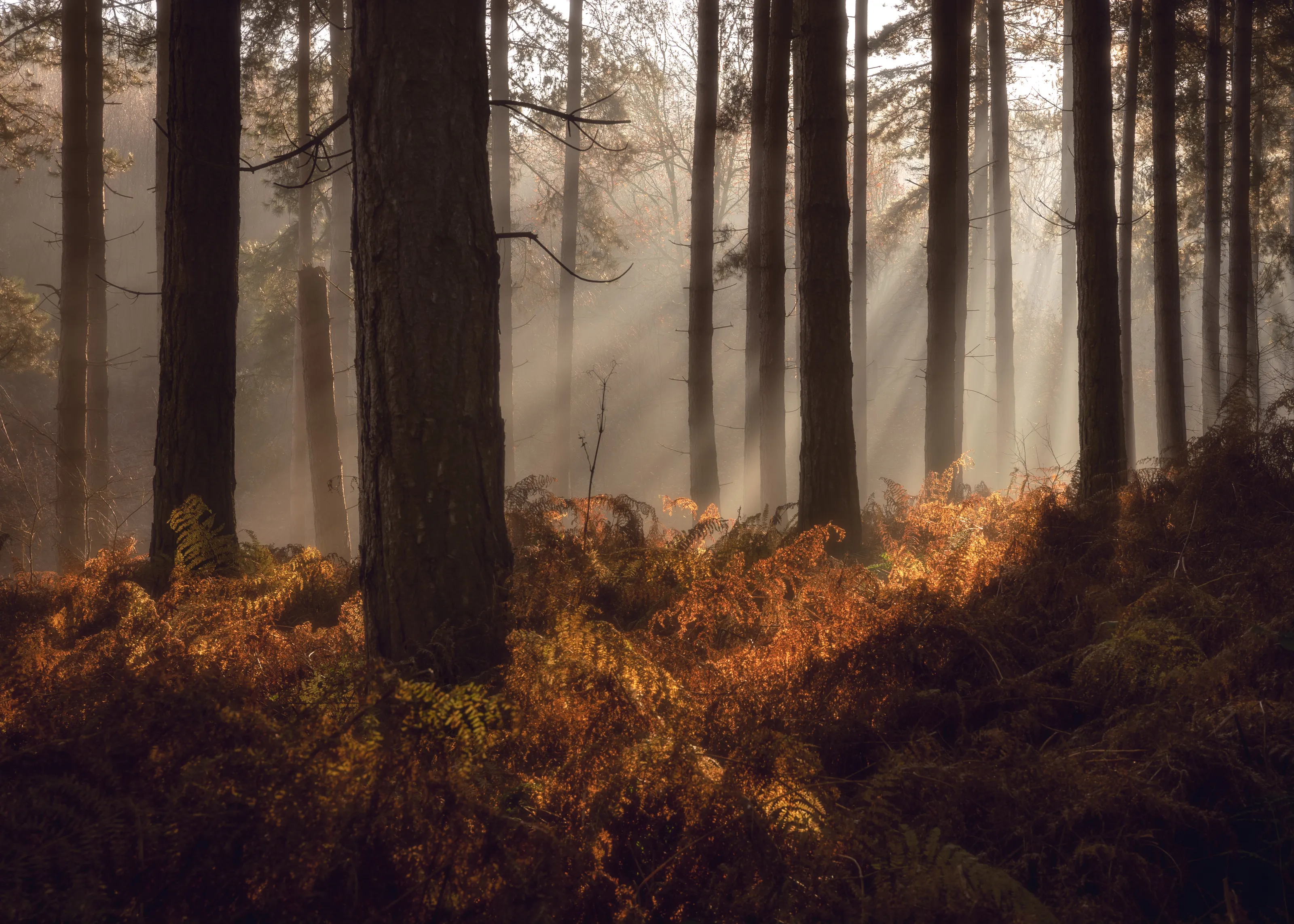 Woodlands (no man-made objects)