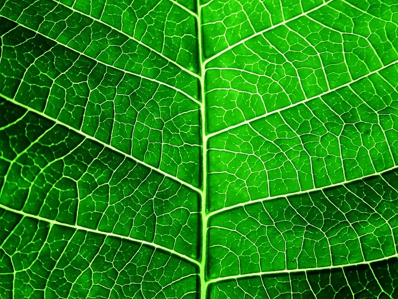 Macro of Parts of a Plant
