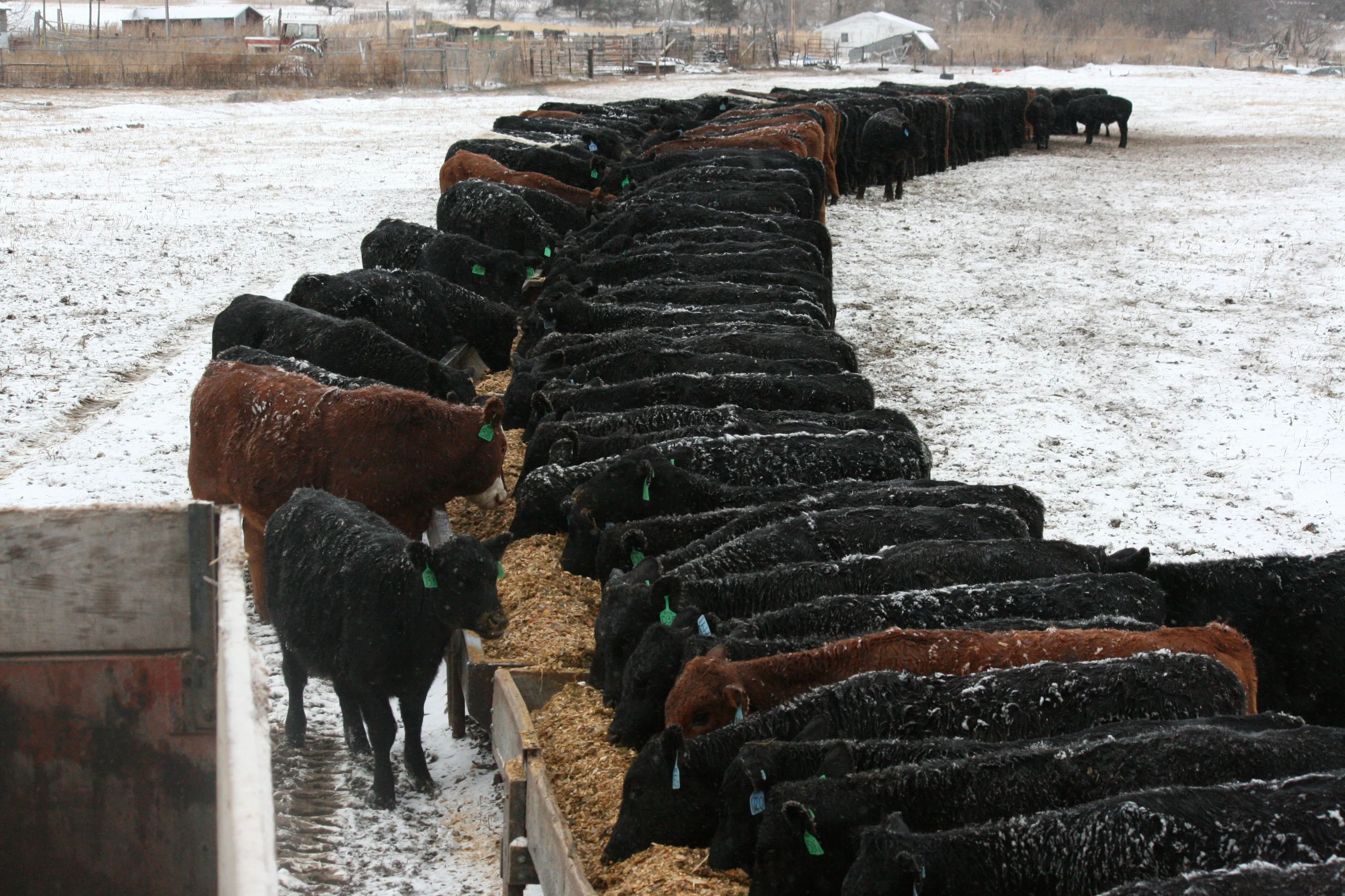 Domesticated Cattle