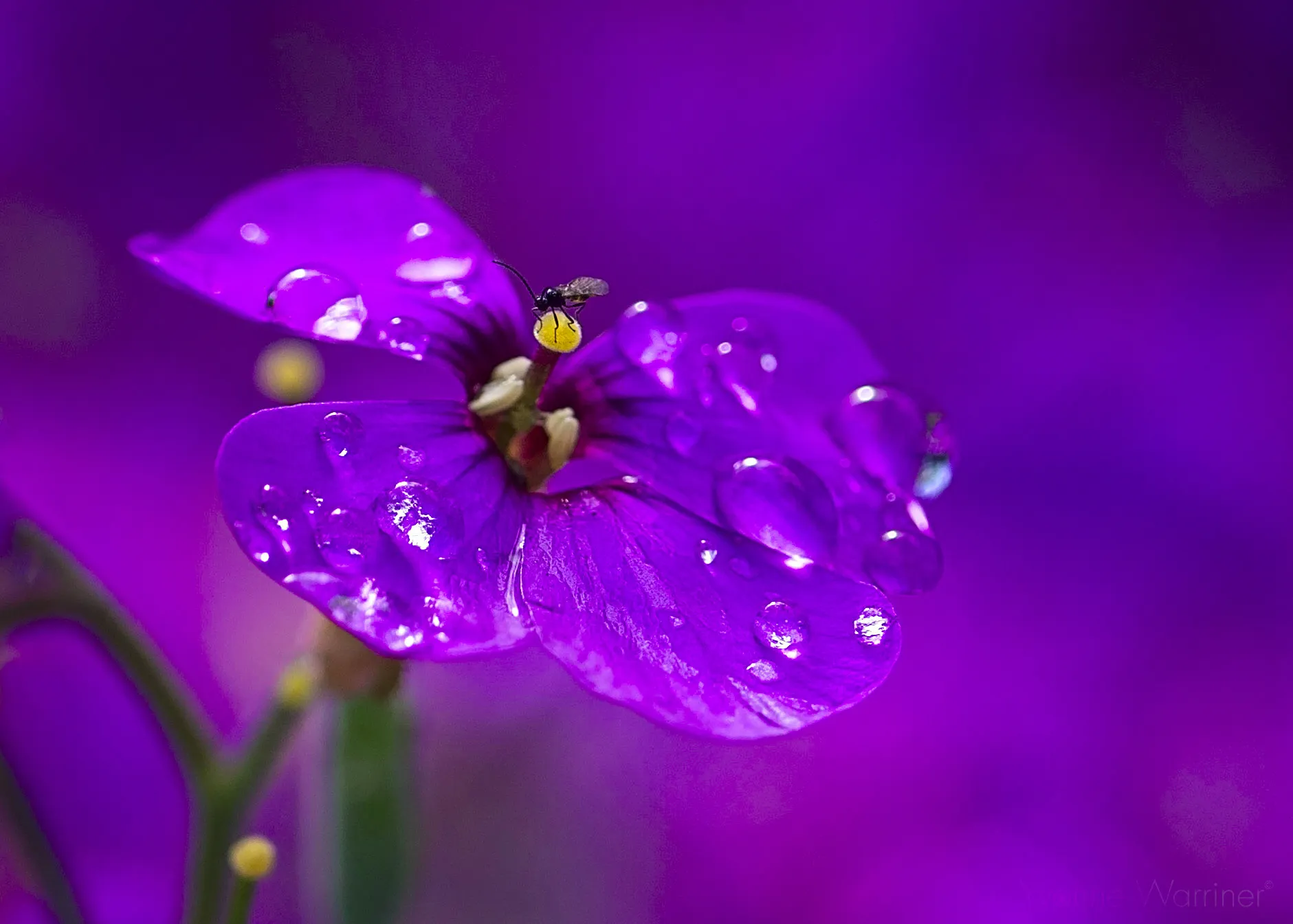 A Single Purple Flower in Close-Up or Macro