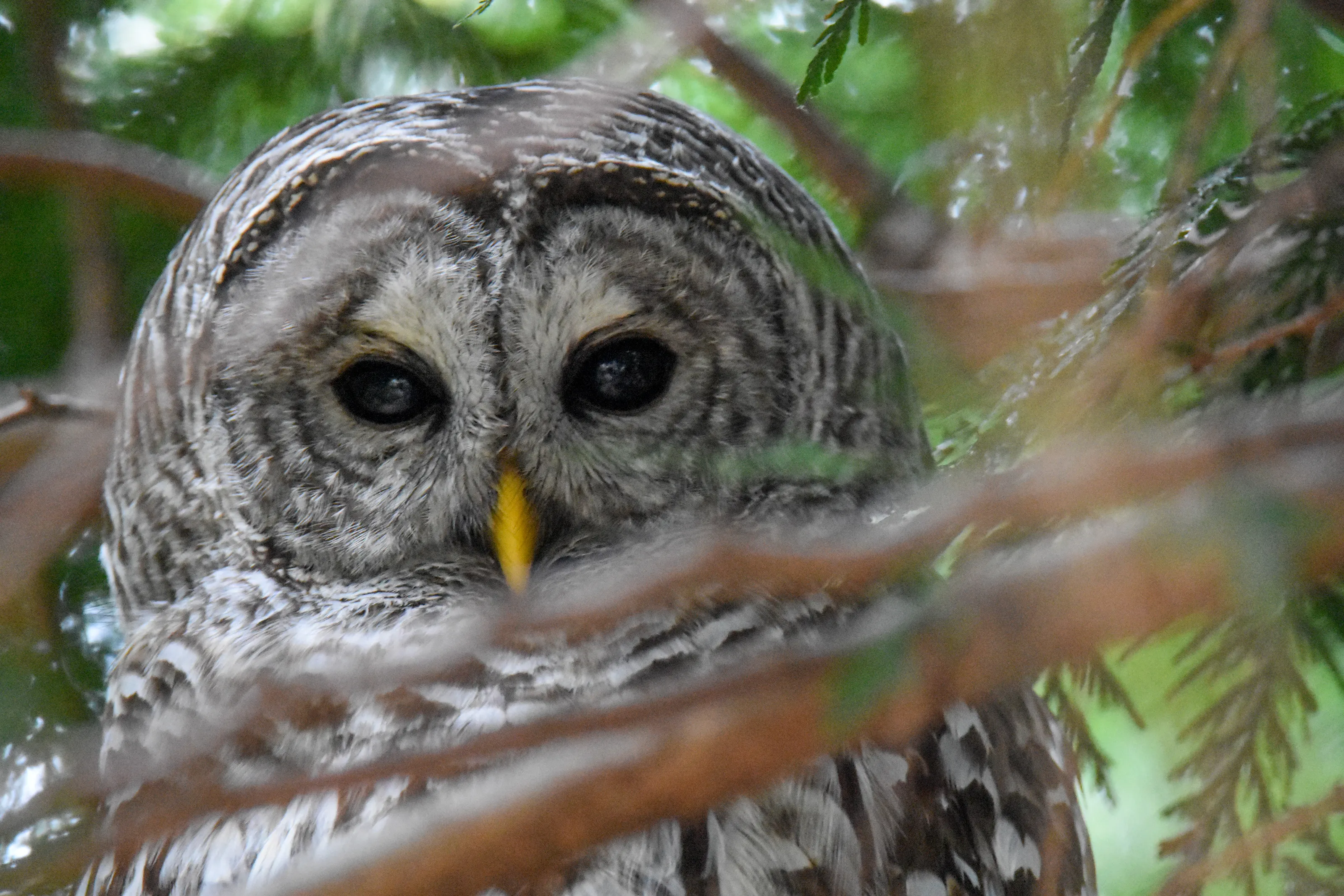 Owls in the Wild (no people)