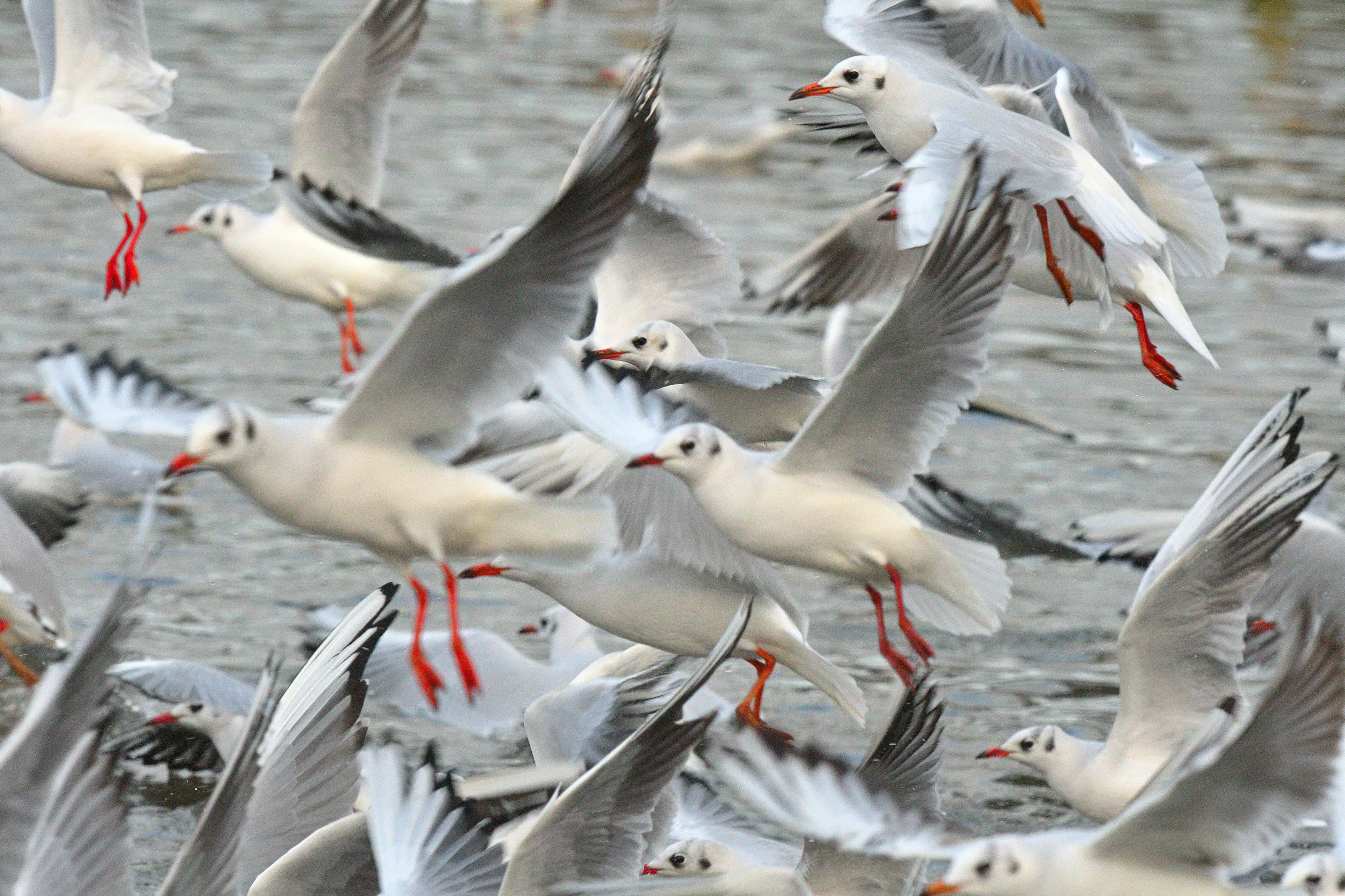 Birds