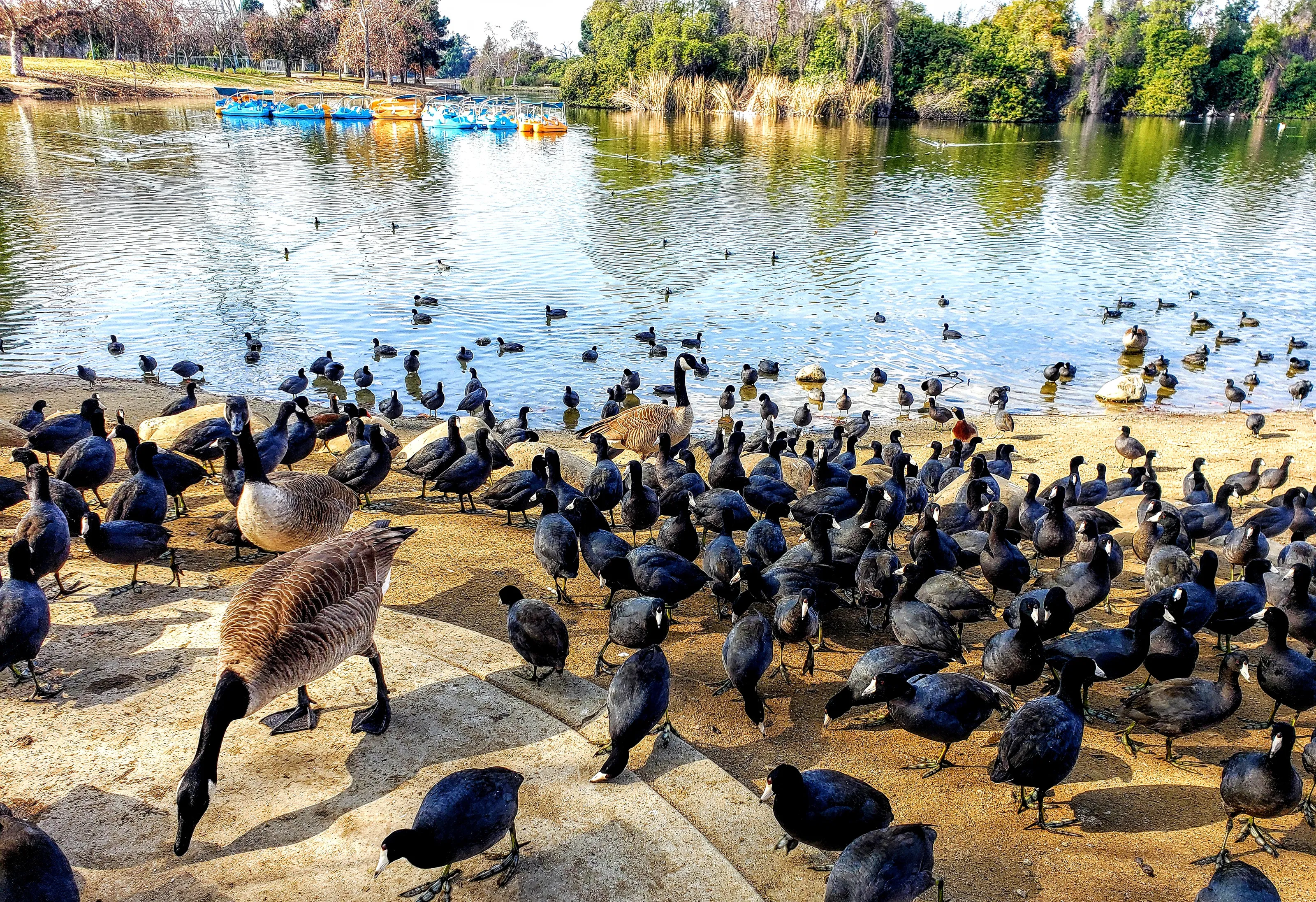 Animals in Large Groups (ten or more)