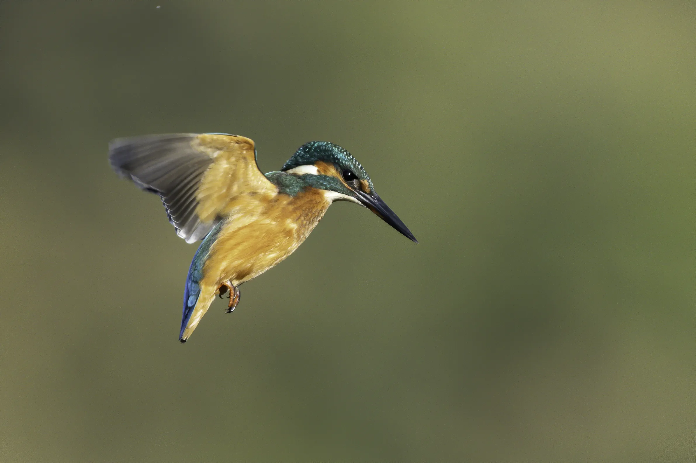 Kingfishers in Flight (no water present)