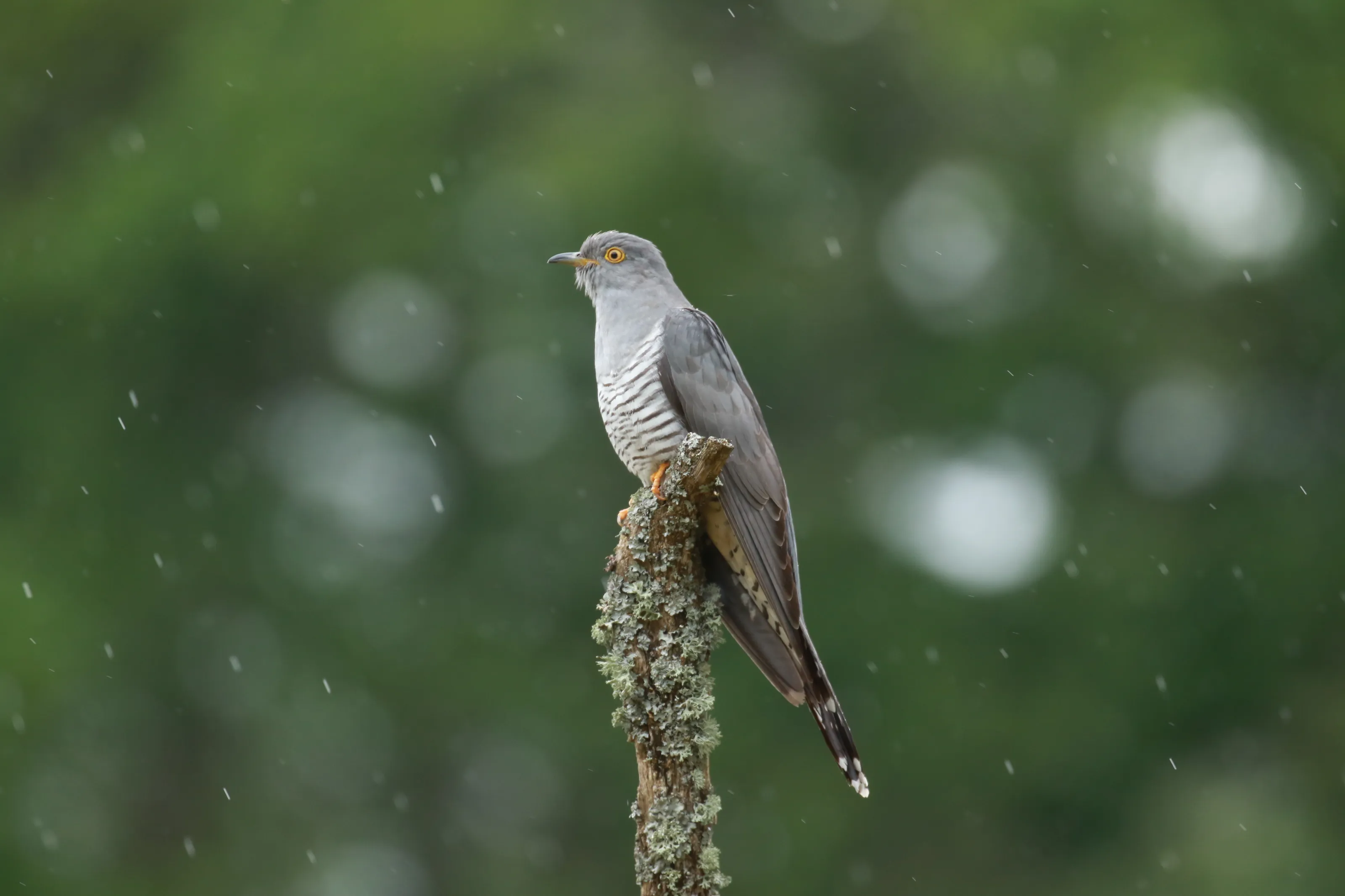 Cuckoos