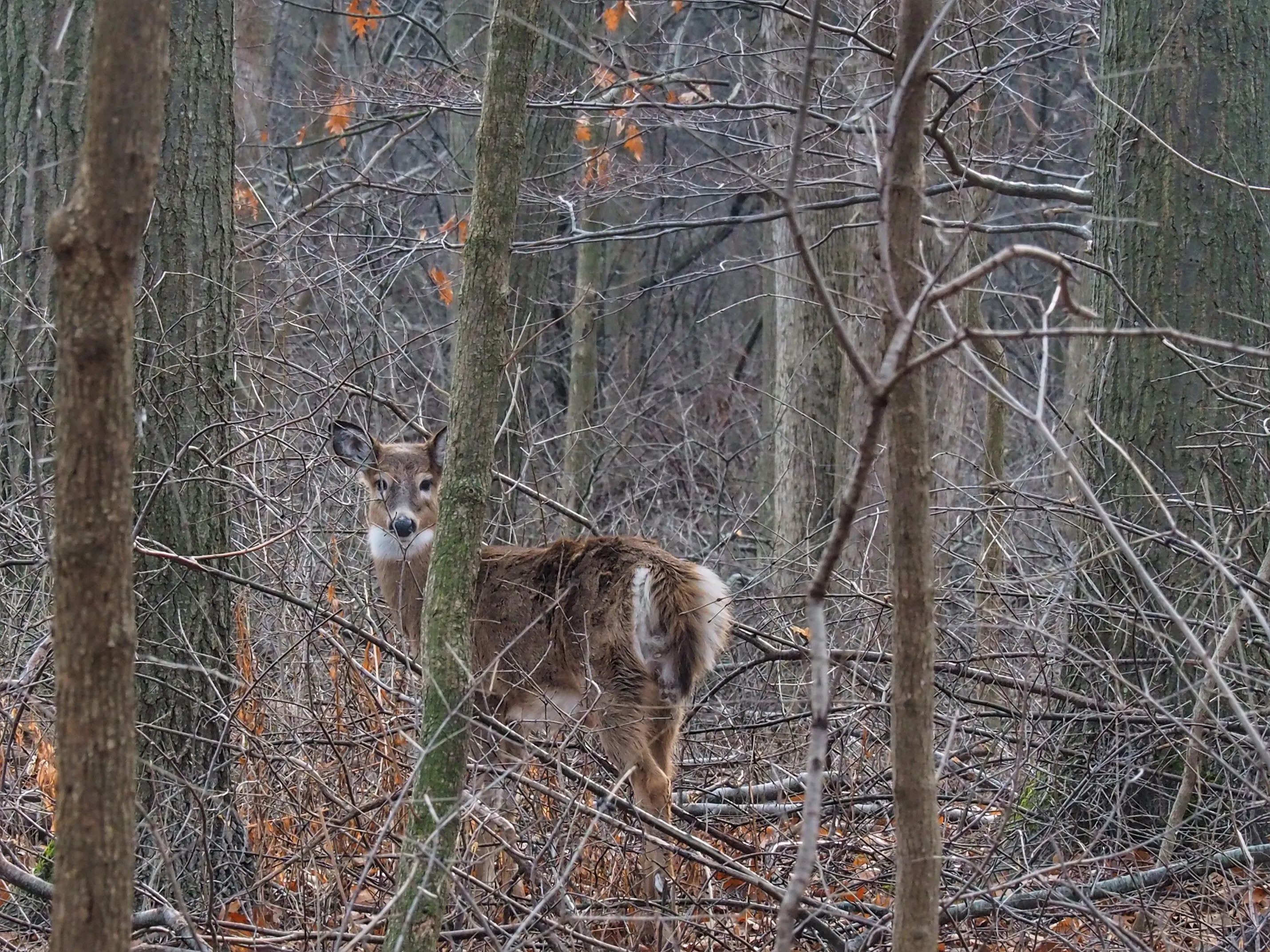 Neighbourhood Wildlife