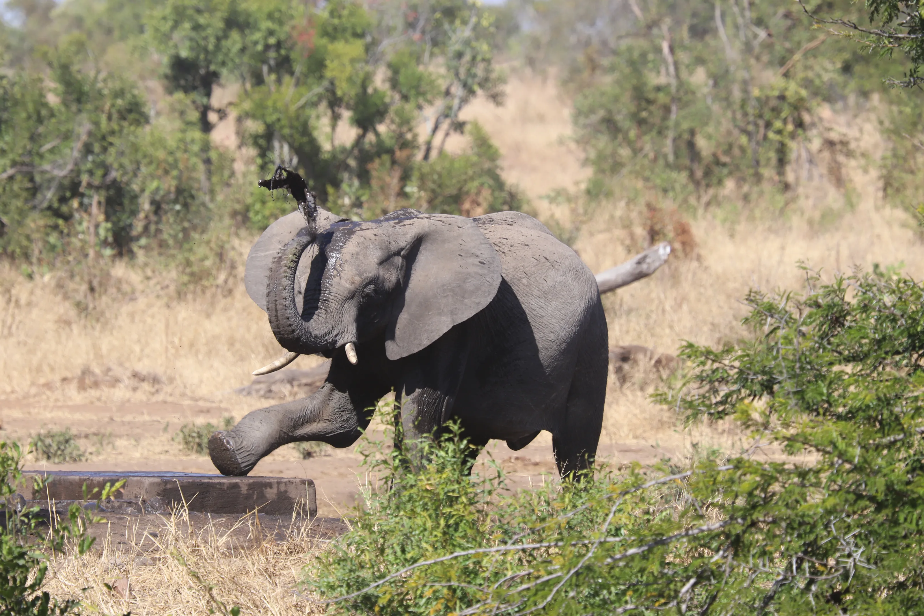 Elephants in the Wild