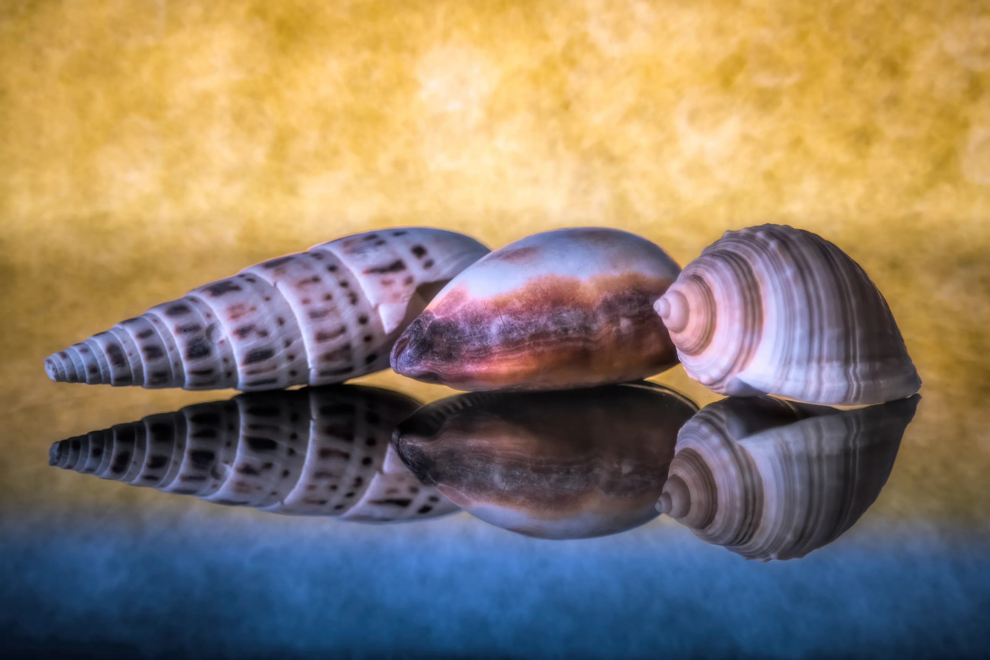 Seashells