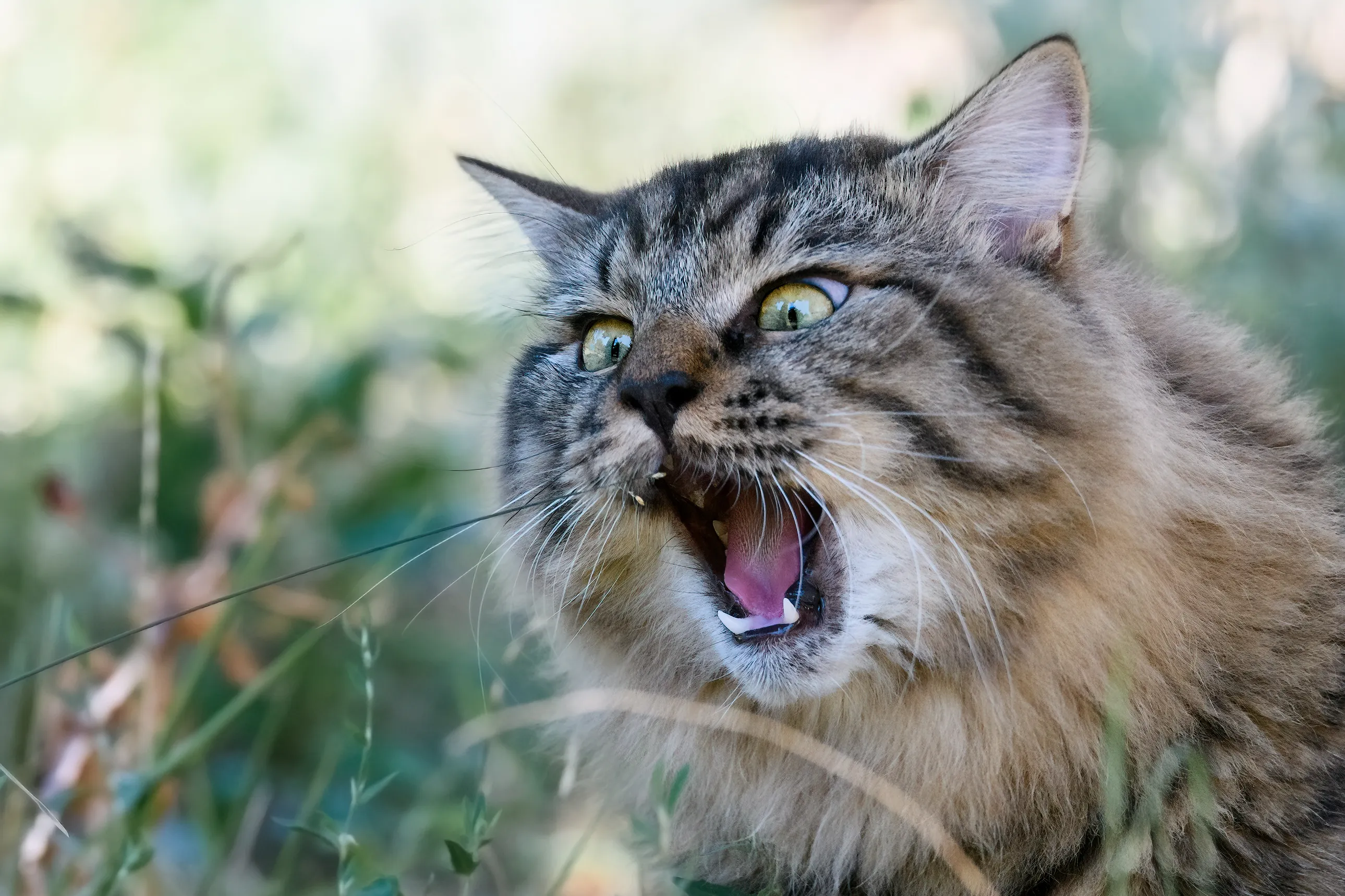 Beautiful Cats