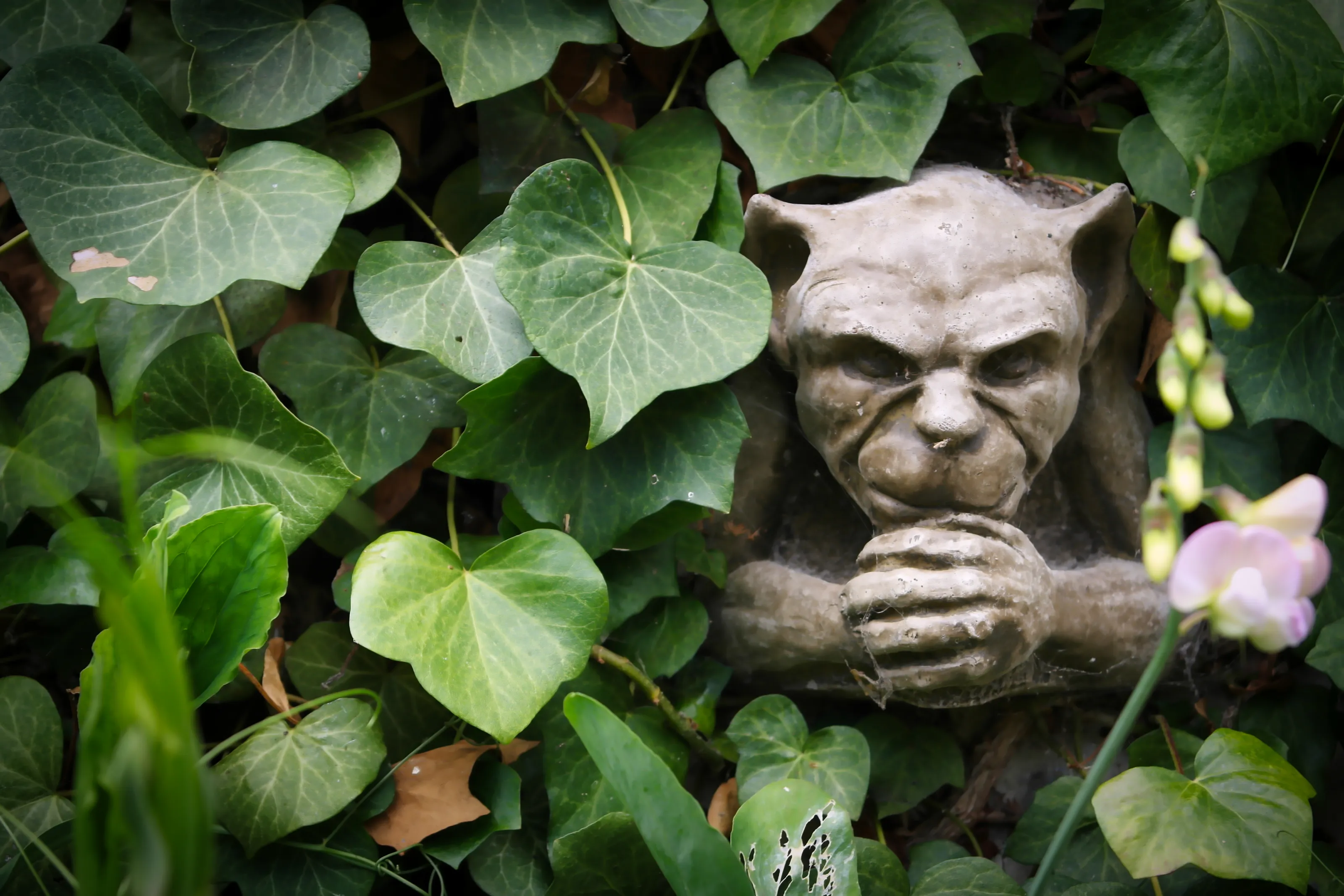 Ivy (hedera)