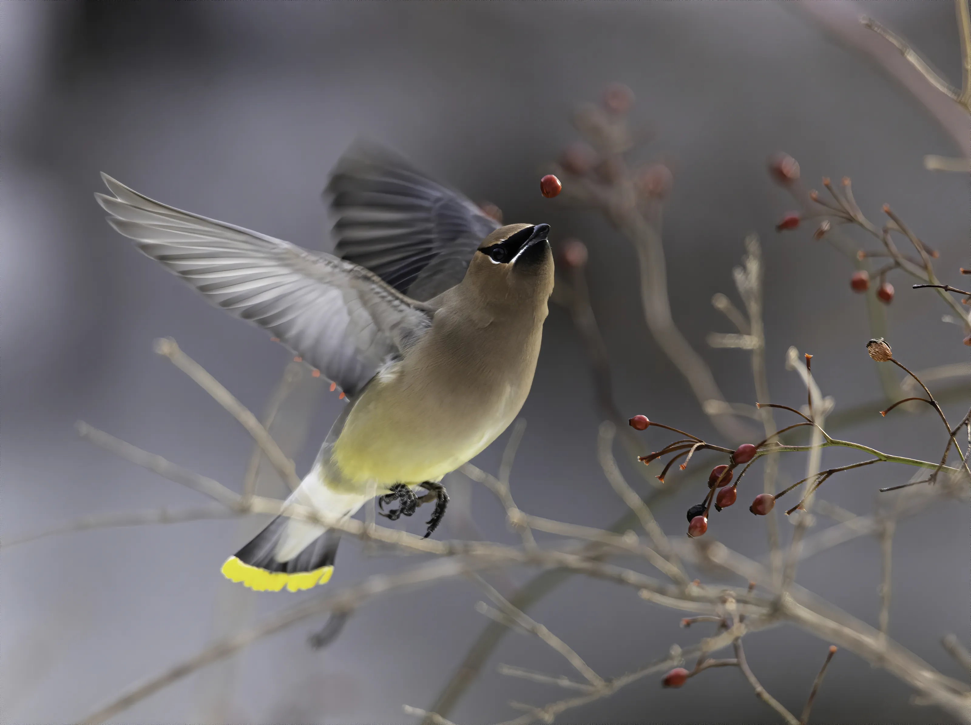 Cedar Waxwings