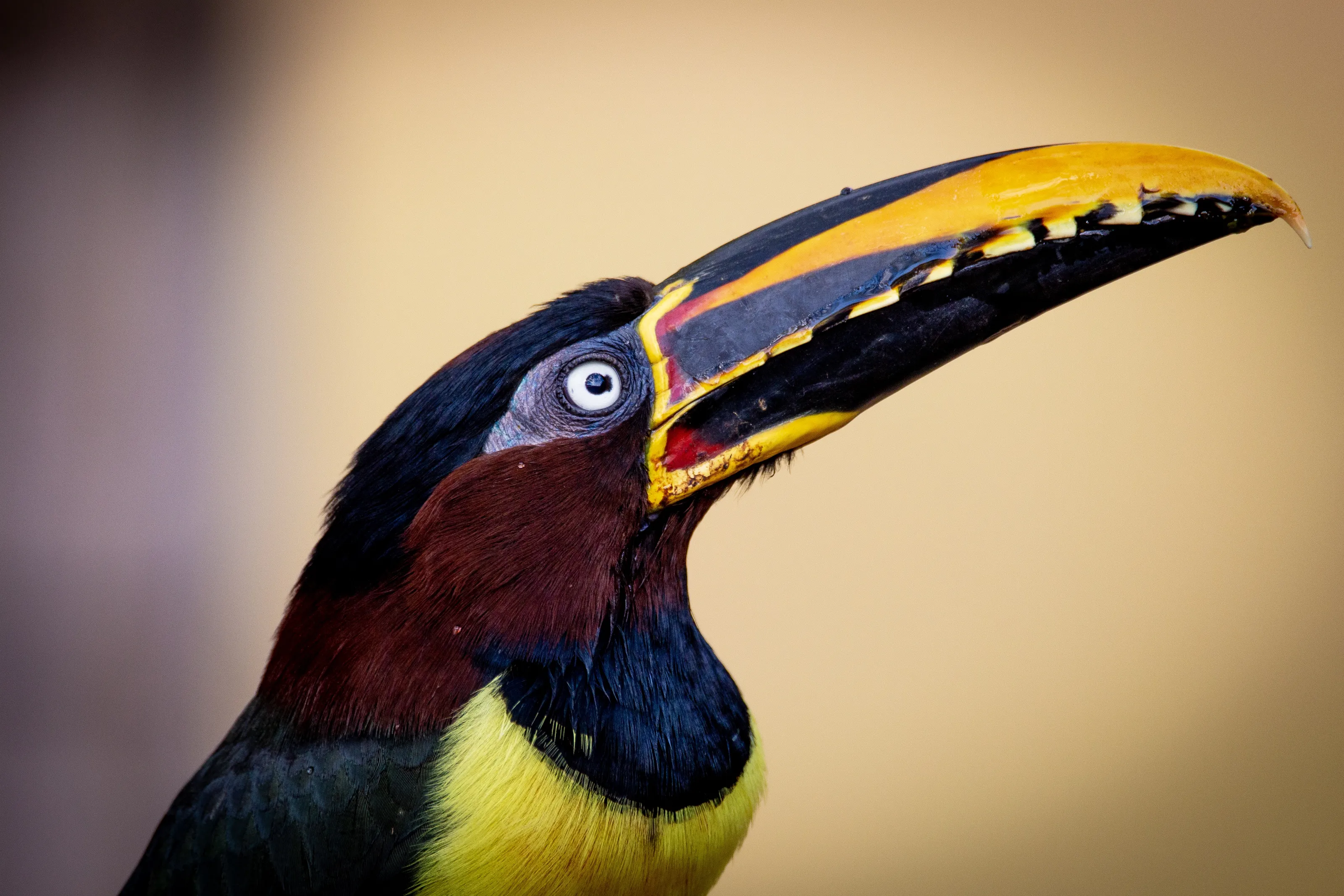 Exotic, Unusual or Rare Animals in the Wild