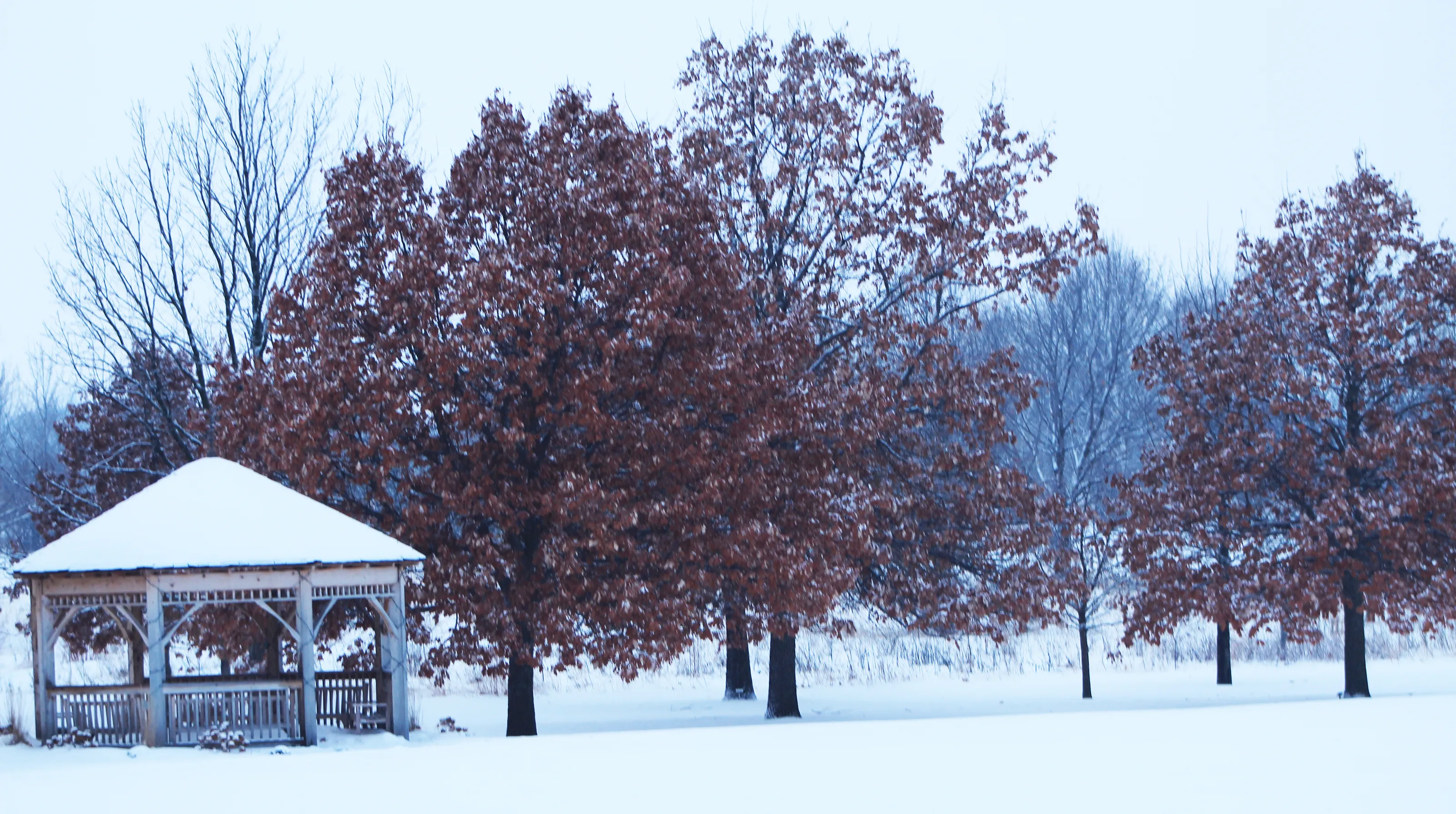 Trees with Leaves on in Winter (in colour)