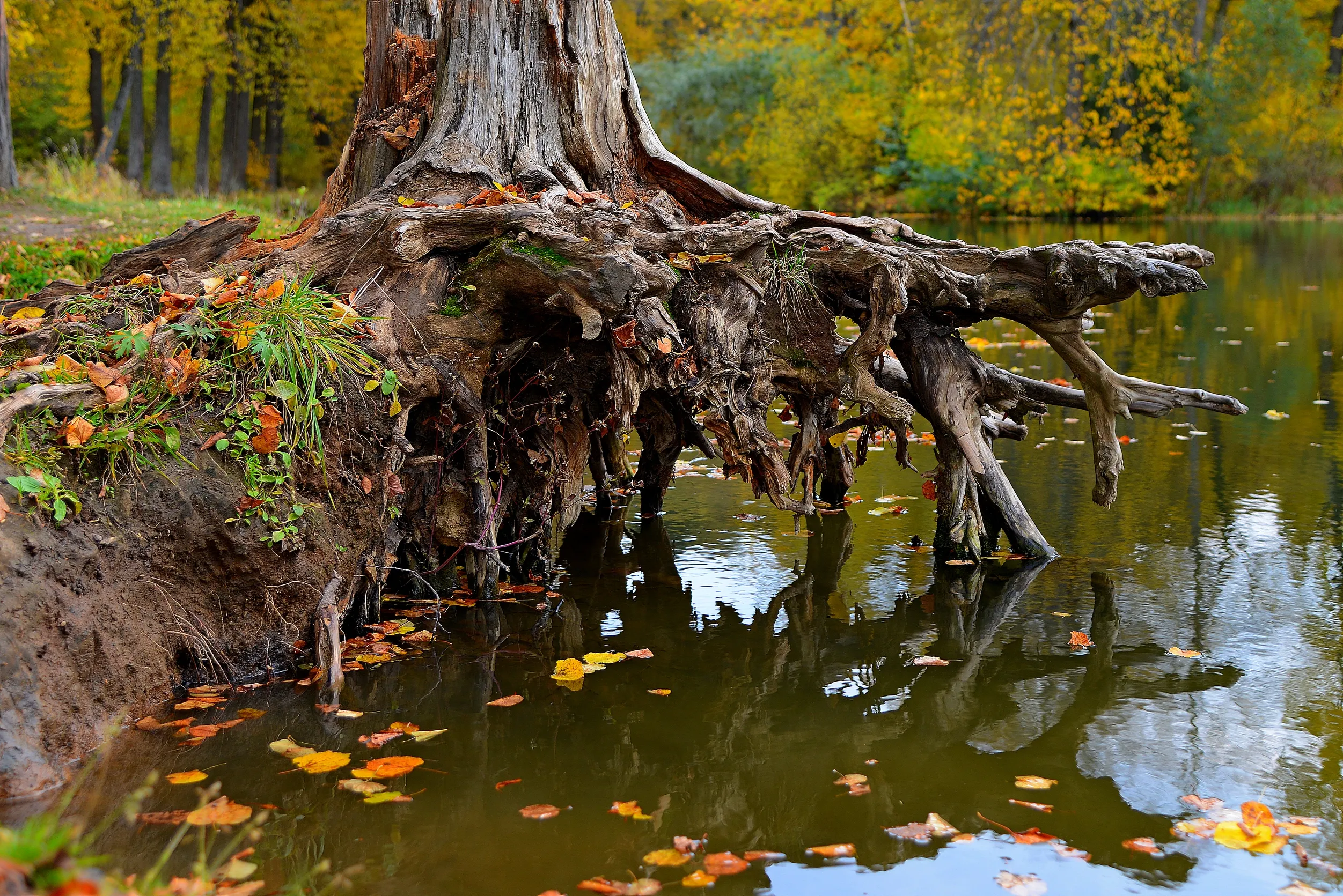 Exposed Tree Roots