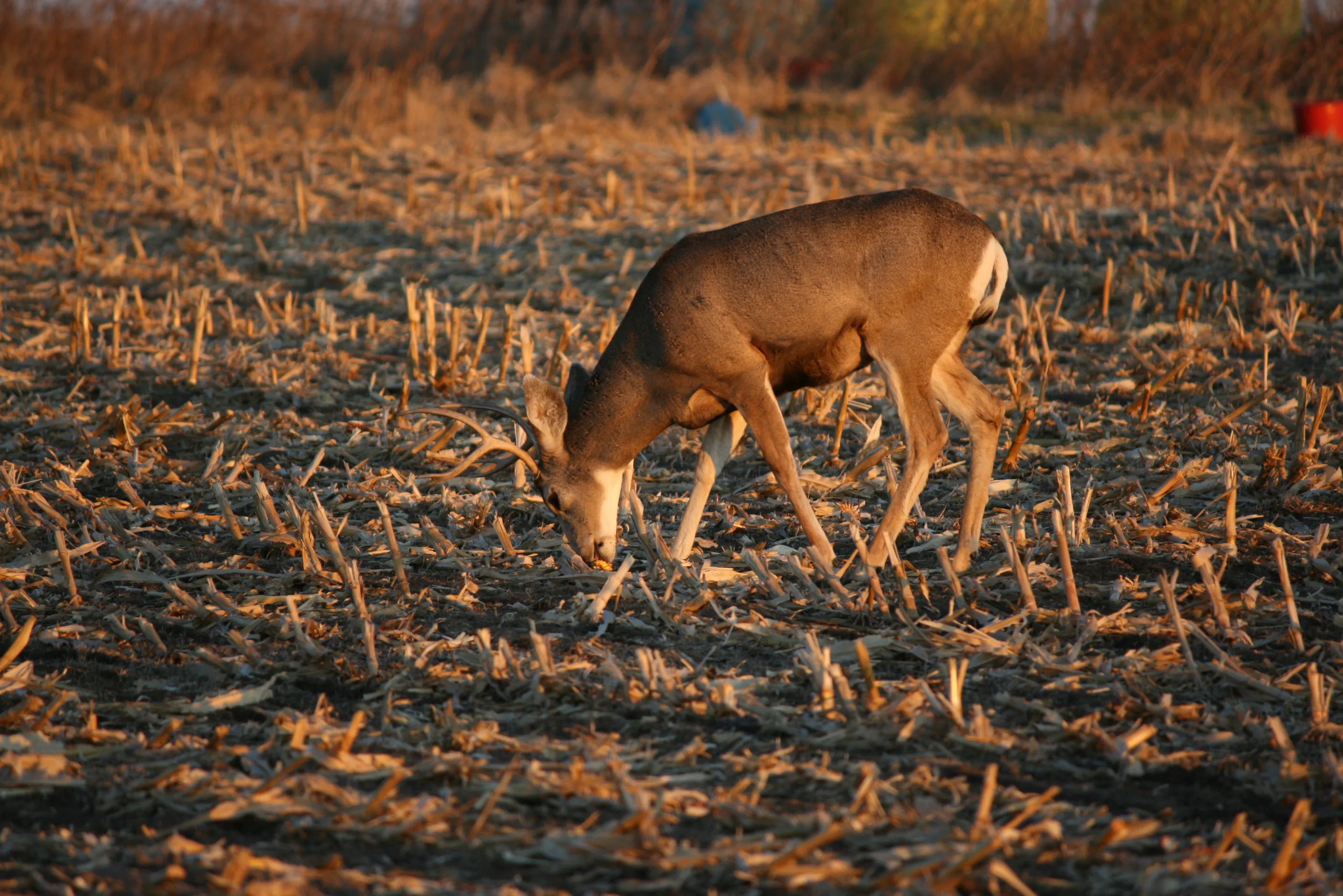 Deer