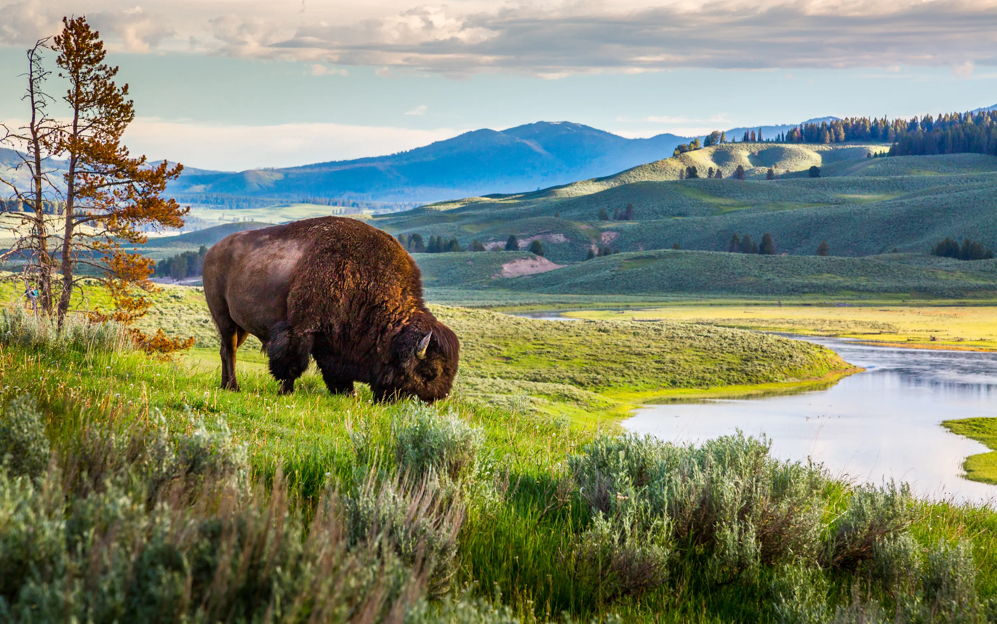 Wildlife