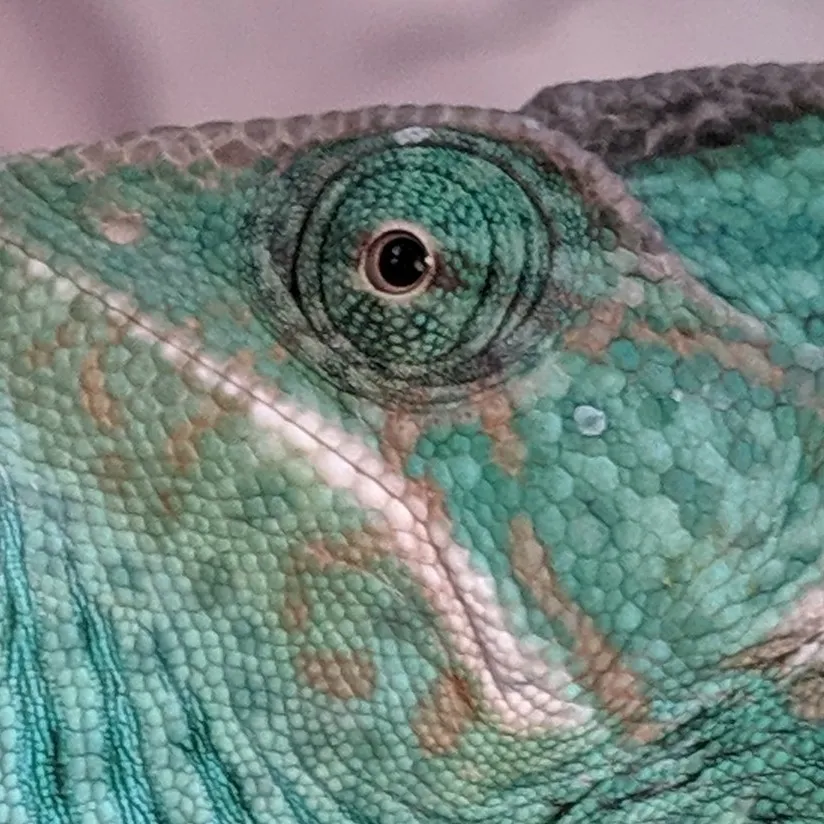 Skin, Fur, Scales and Hair