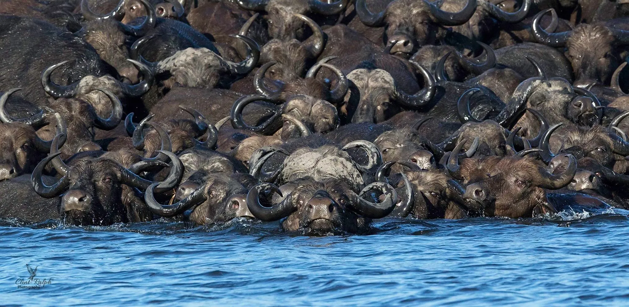 Animals in Groups (no people)
