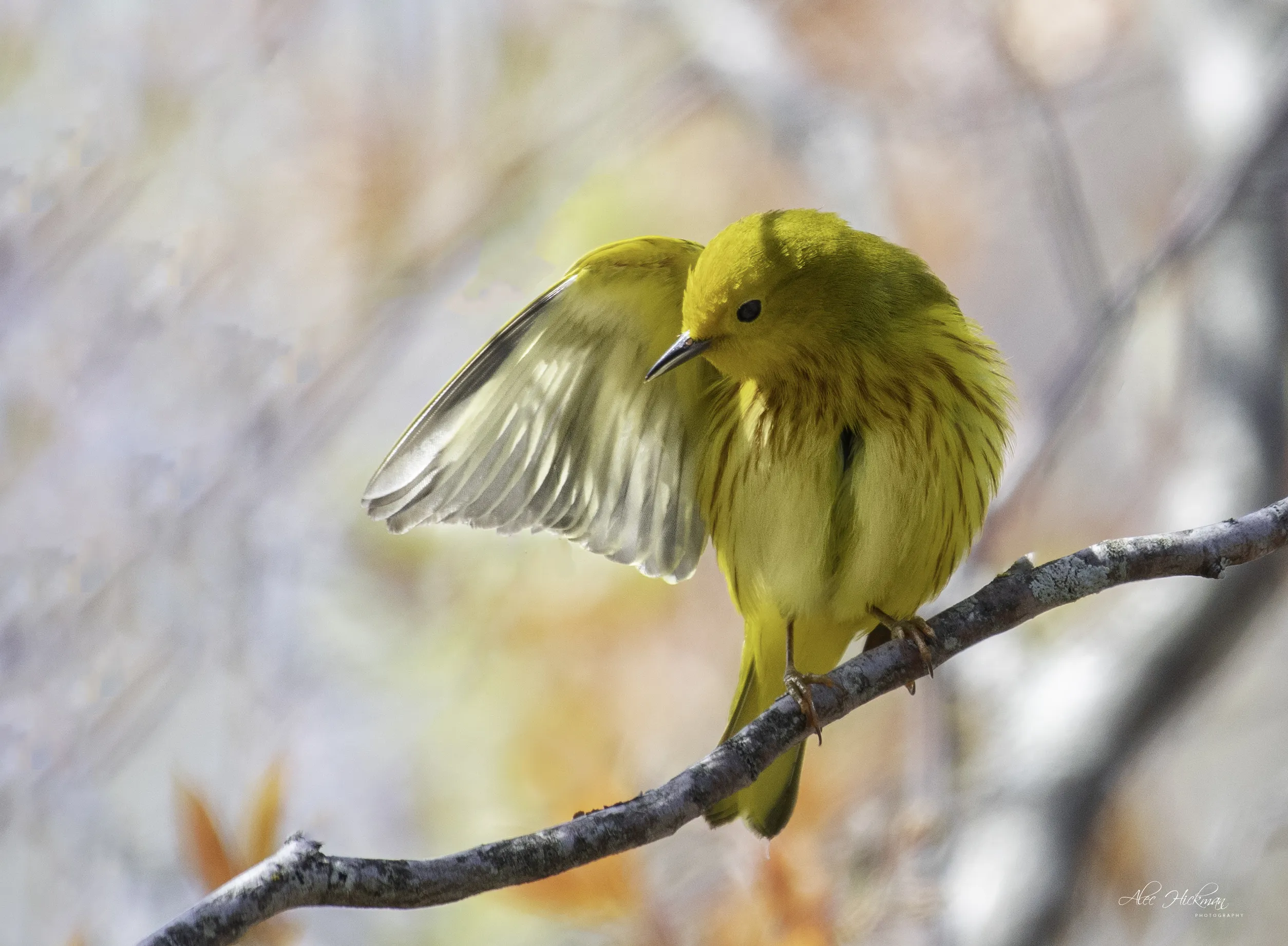 Birds Showing a Single Wing