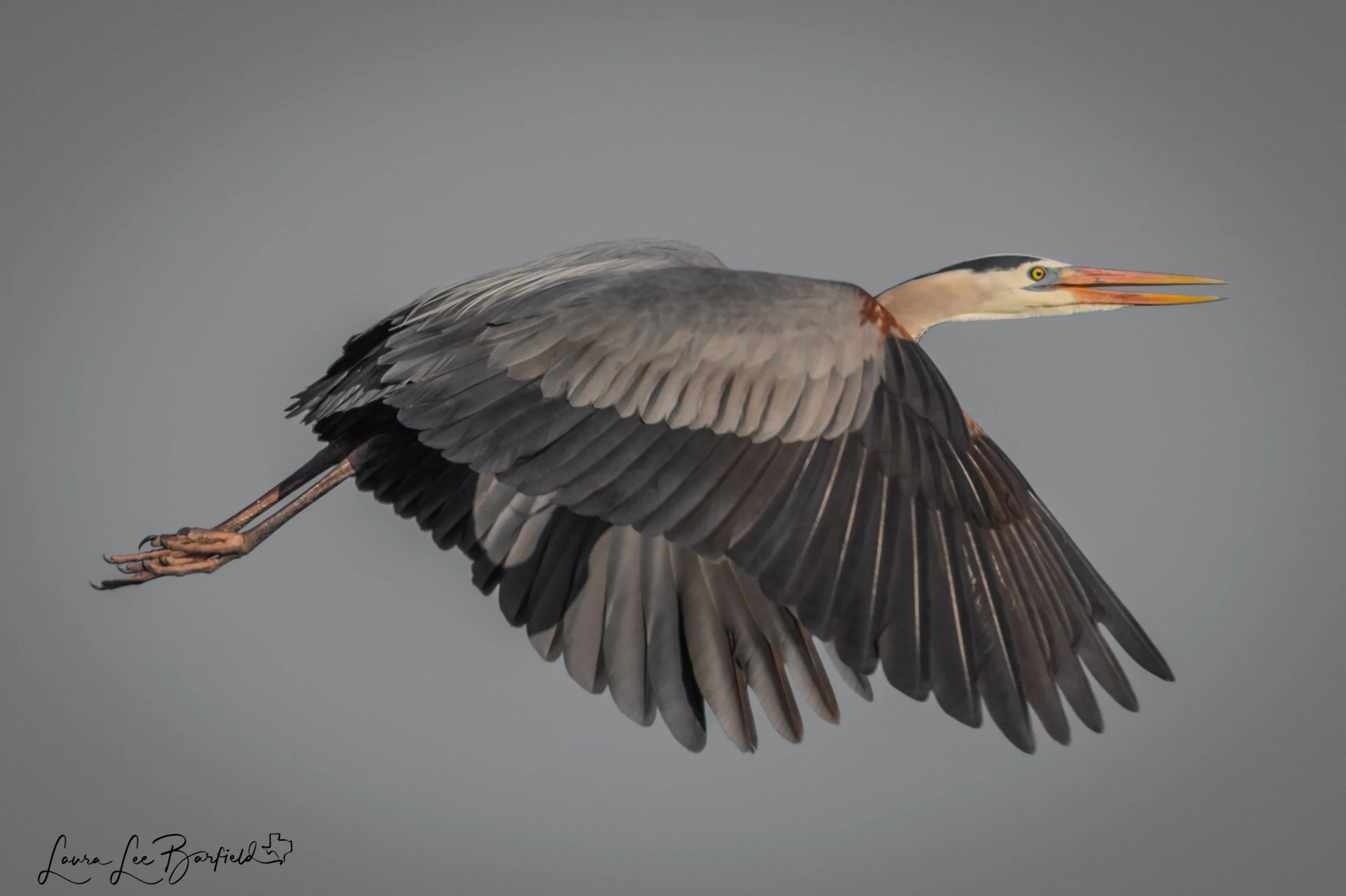 Great Blue Herons (in colour)