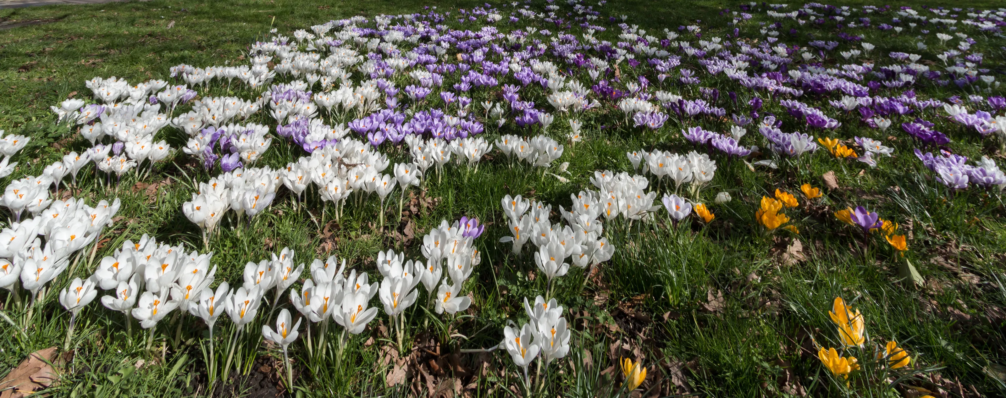 Signs of Spring